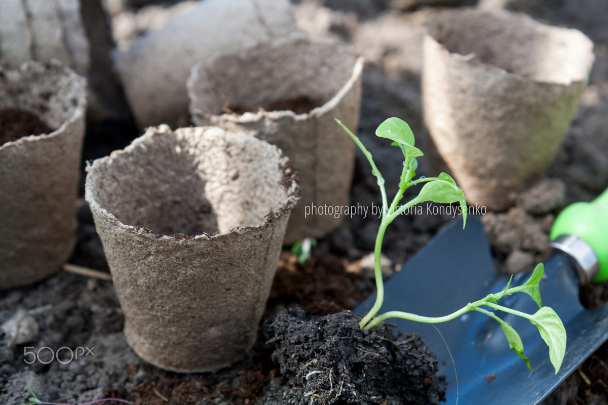 Canon EOS 1000D (EOS Digital Rebel XS / EOS Kiss F) sample photo. Planting young peppers seedlings in peat pots on soil background photography