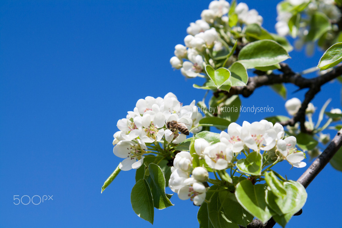 Canon EOS 1000D (EOS Digital Rebel XS / EOS Kiss F) sample photo. Pear blossom on light blue sky background photography
