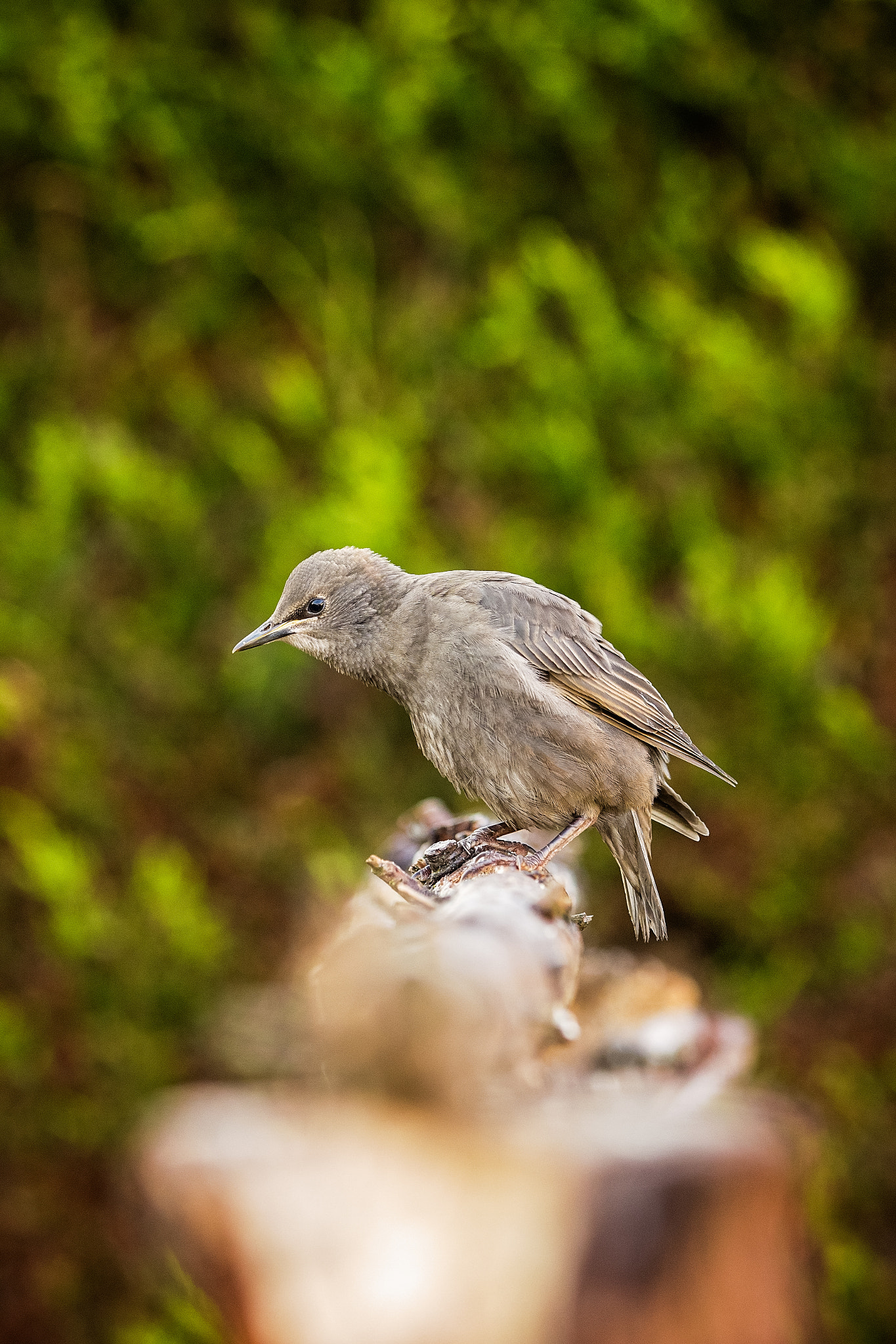 Canon EF 70-200mm F2.8L IS II USM sample photo. Sticking his neck out.jpg photography