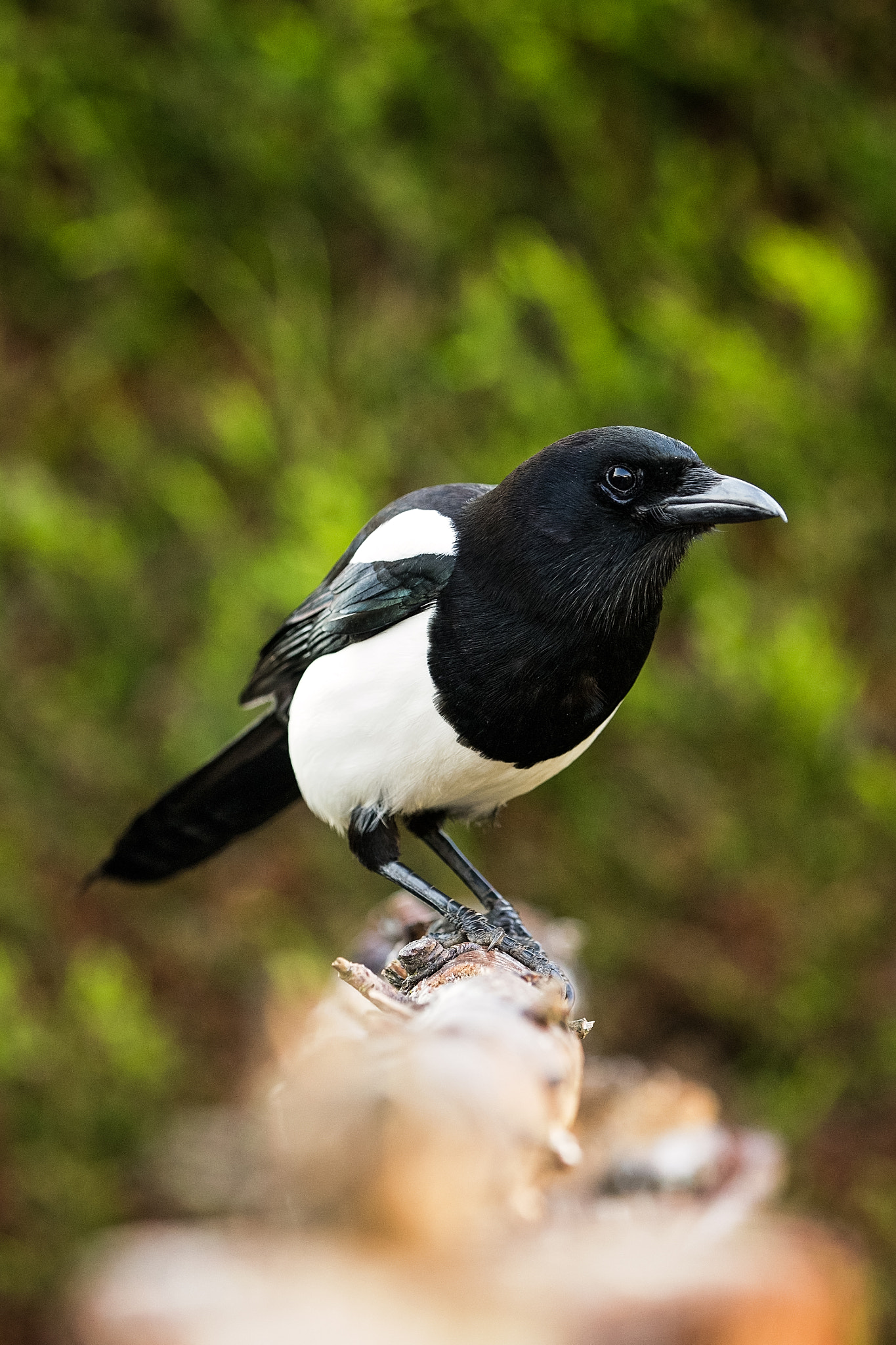 Canon EF 70-200mm F2.8L IS II USM sample photo. Aye,aye, captain.jpg photography