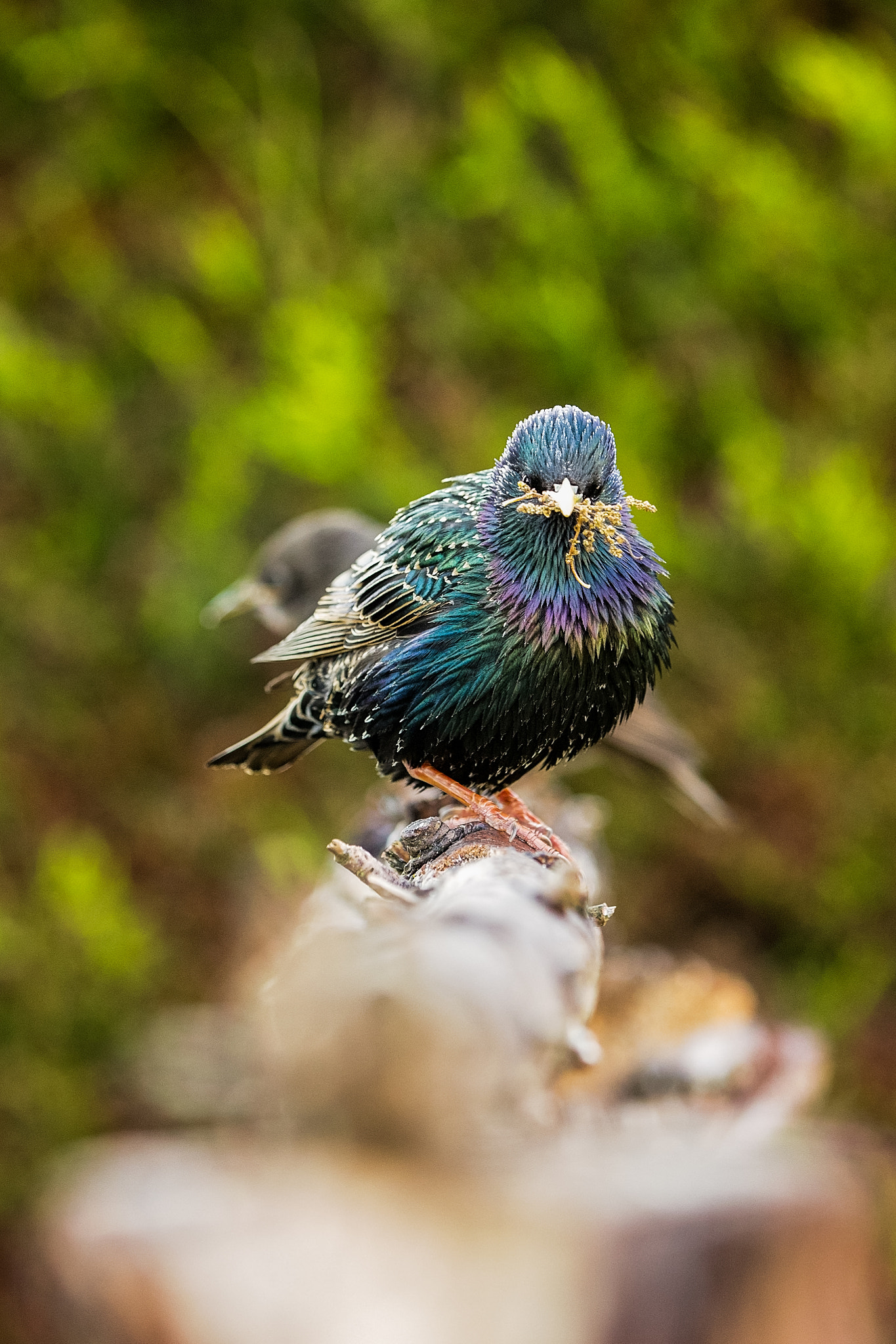 Canon EF 70-200mm F2.8L IS II USM sample photo. The wet look.jpg photography