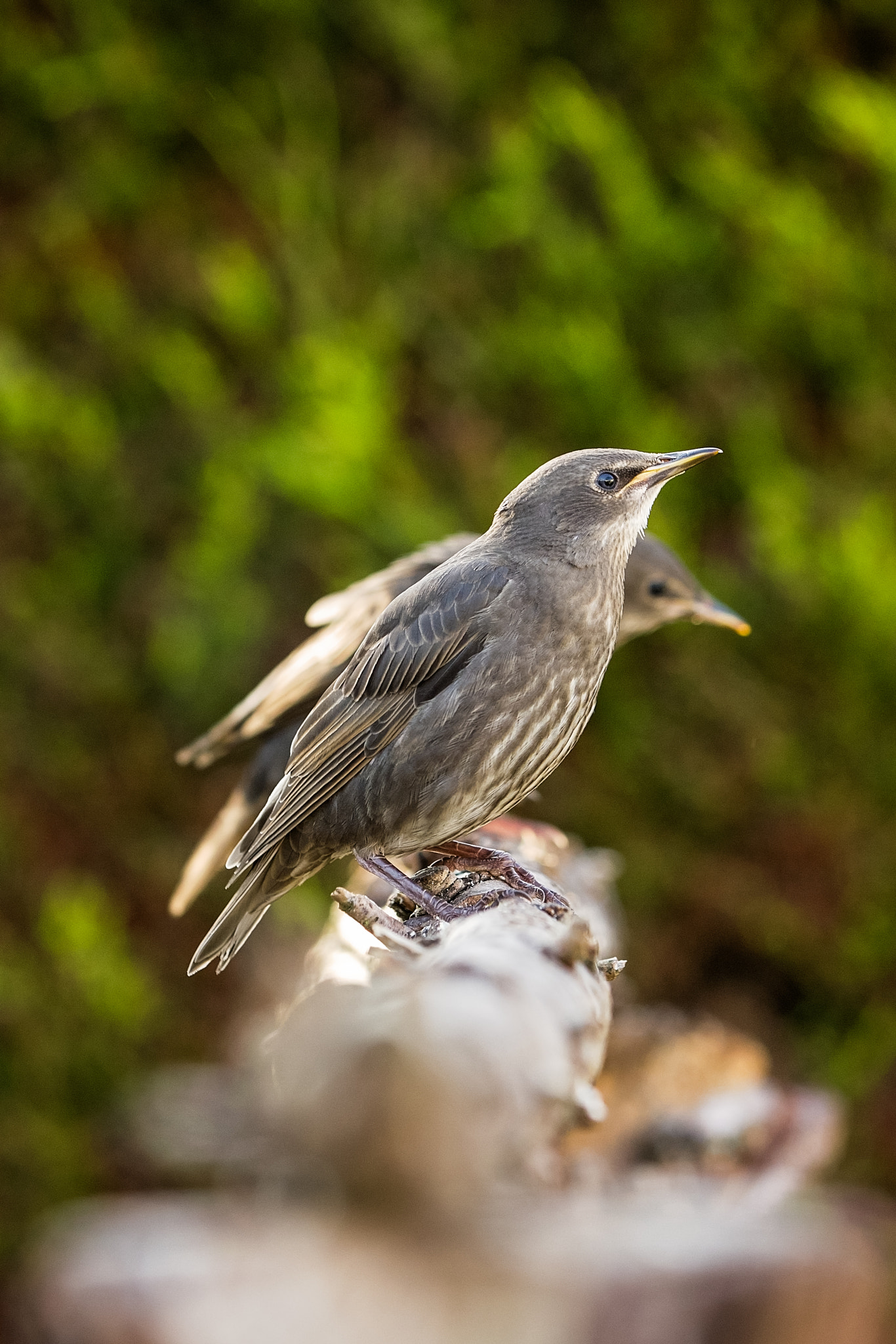 Canon EF 70-200mm F2.8L IS II USM sample photo. Better than one.jpg photography