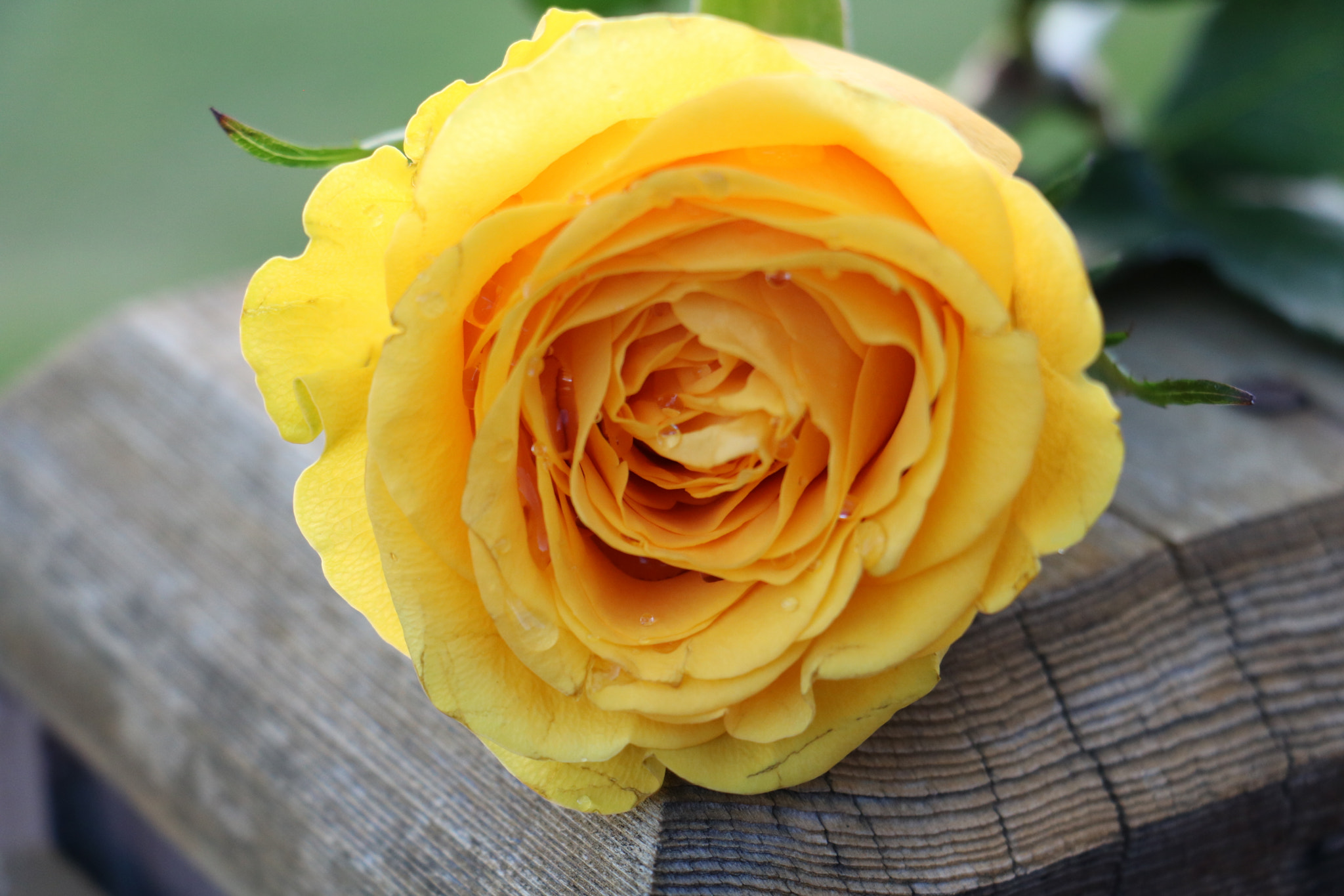 Canon EOS 760D (EOS Rebel T6s / EOS 8000D) + Canon EF-S 18-135mm F3.5-5.6 IS STM sample photo. Yellow rose photography