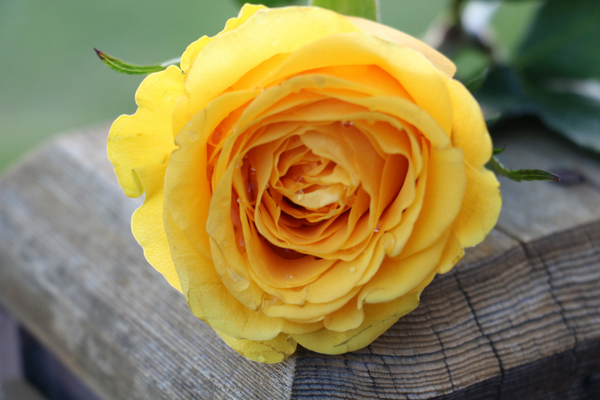 Canon EF-S 18-135mm F3.5-5.6 IS STM sample photo. Yellow rose photography