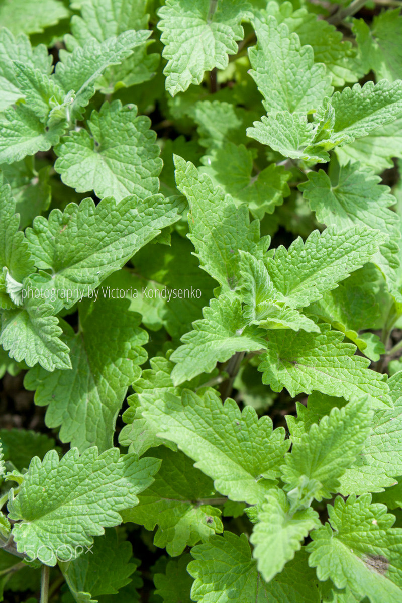 Fresh green background with melissa plant, lemon balm, melissa o