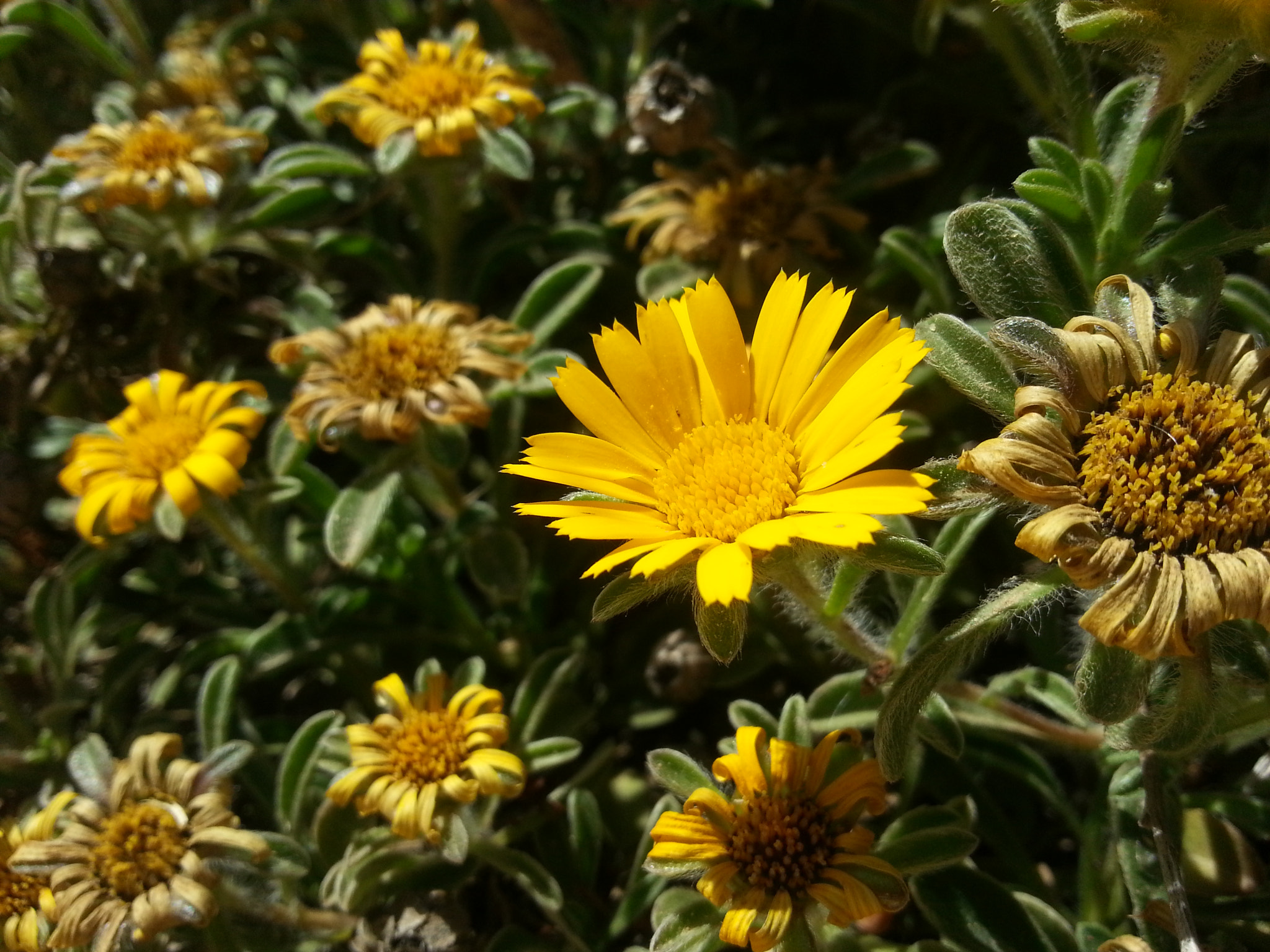 Samsung GT-I8750 sample photo. Life expectancy photography