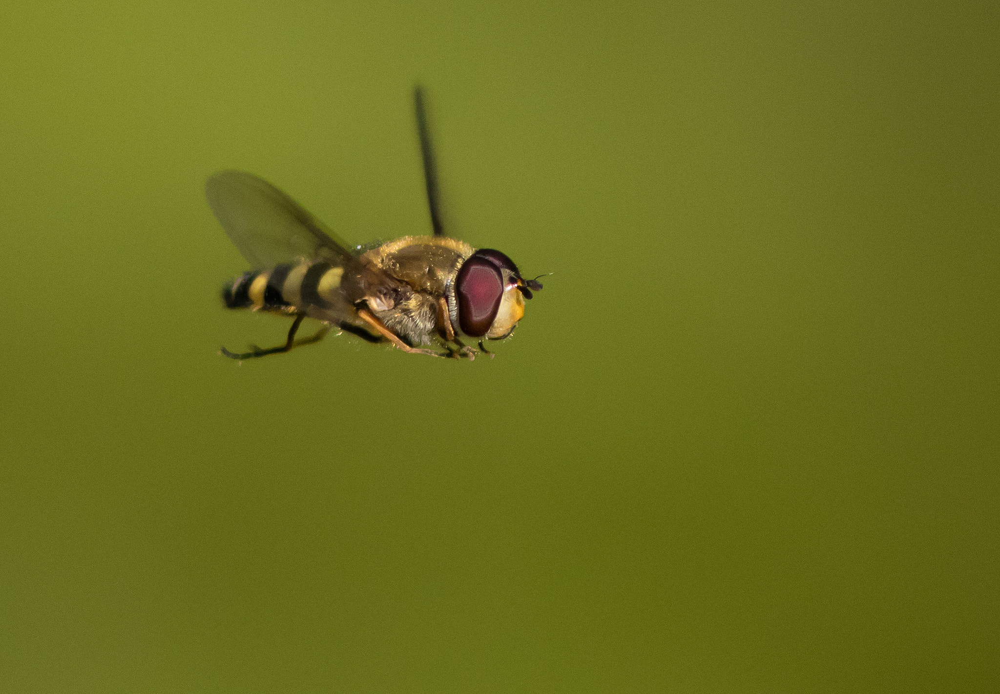 Canon EOS 80D + Canon EF 300mm F4L IS USM sample photo. Bi - bee - biene photography