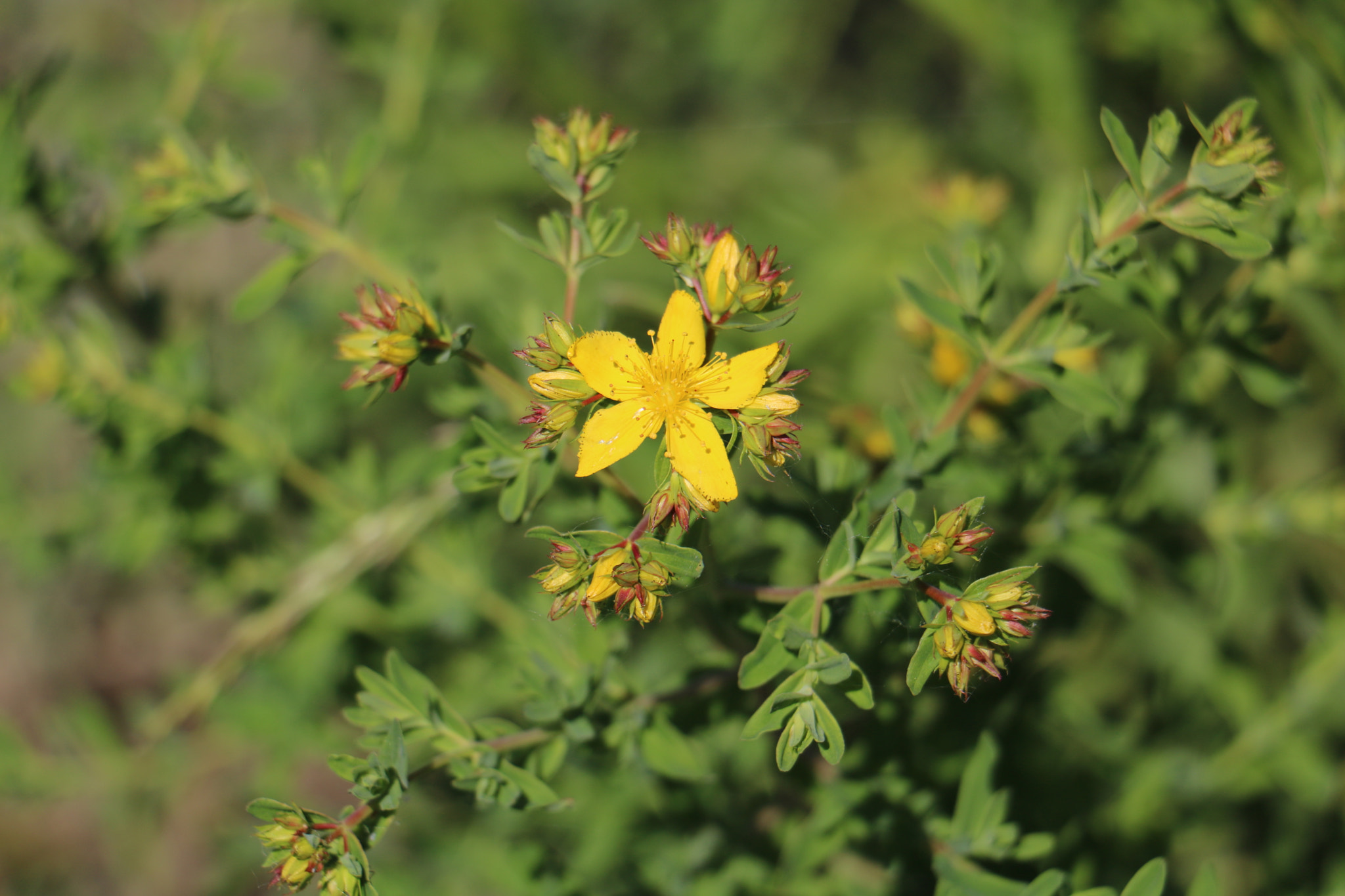 Canon EF-S 18-135mm F3.5-5.6 IS STM sample photo. Yellow spring photography