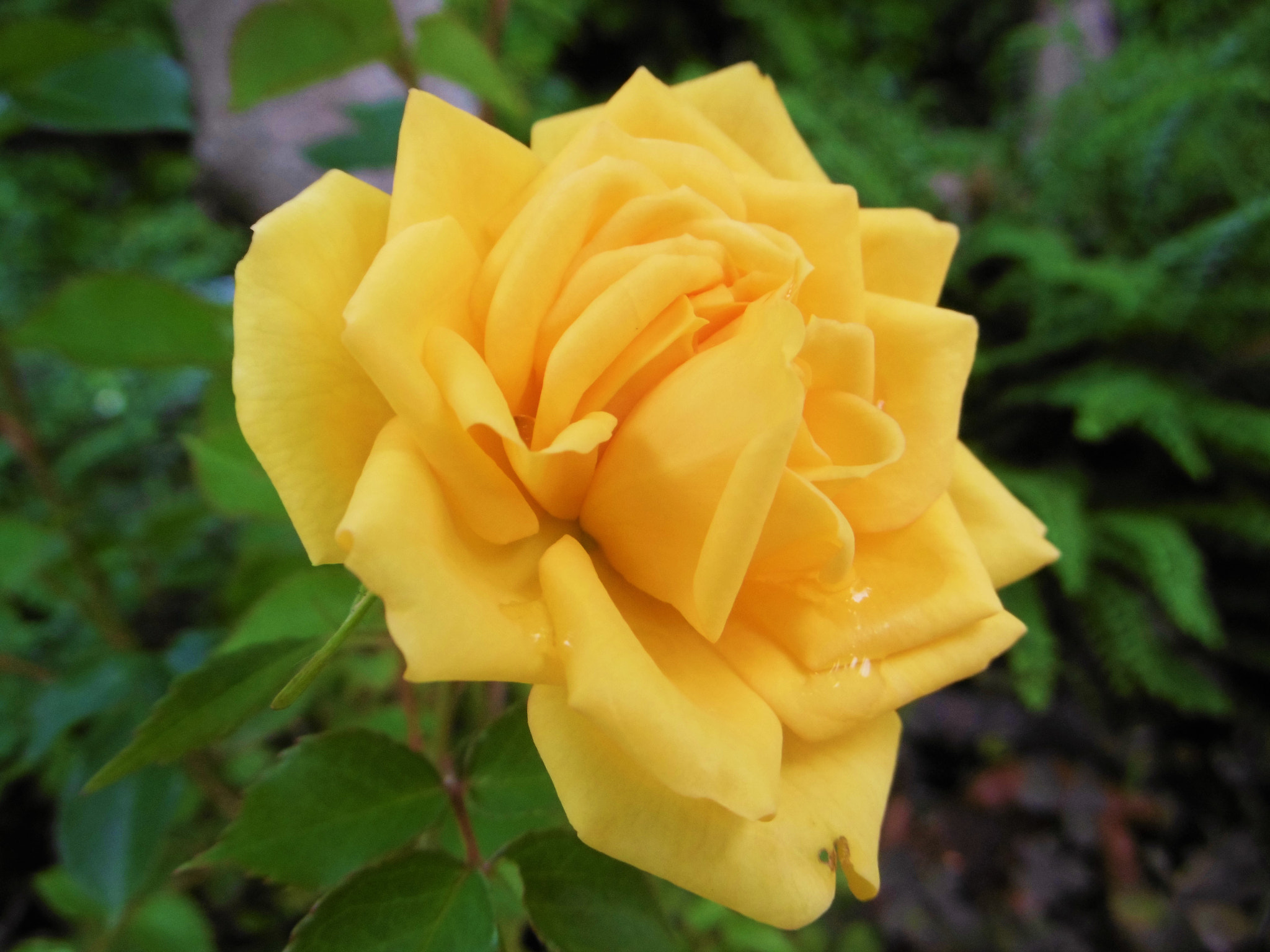 Panasonic DMC-SZ8 sample photo. Yellow rose photography