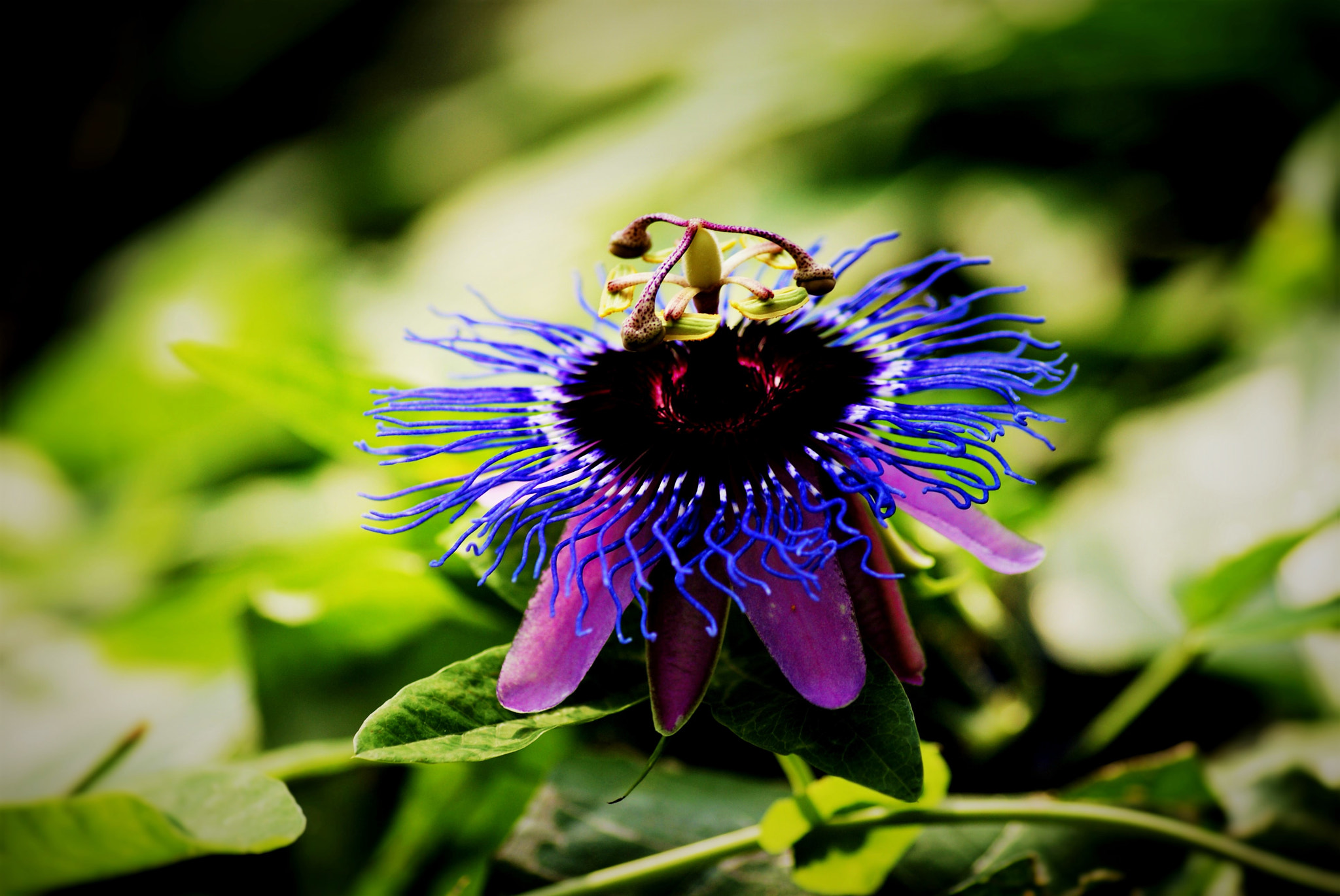Sony Alpha DSLR-A300 + Sony DT 55-200mm F4-5.6 SAM sample photo. Tropical_flower photography