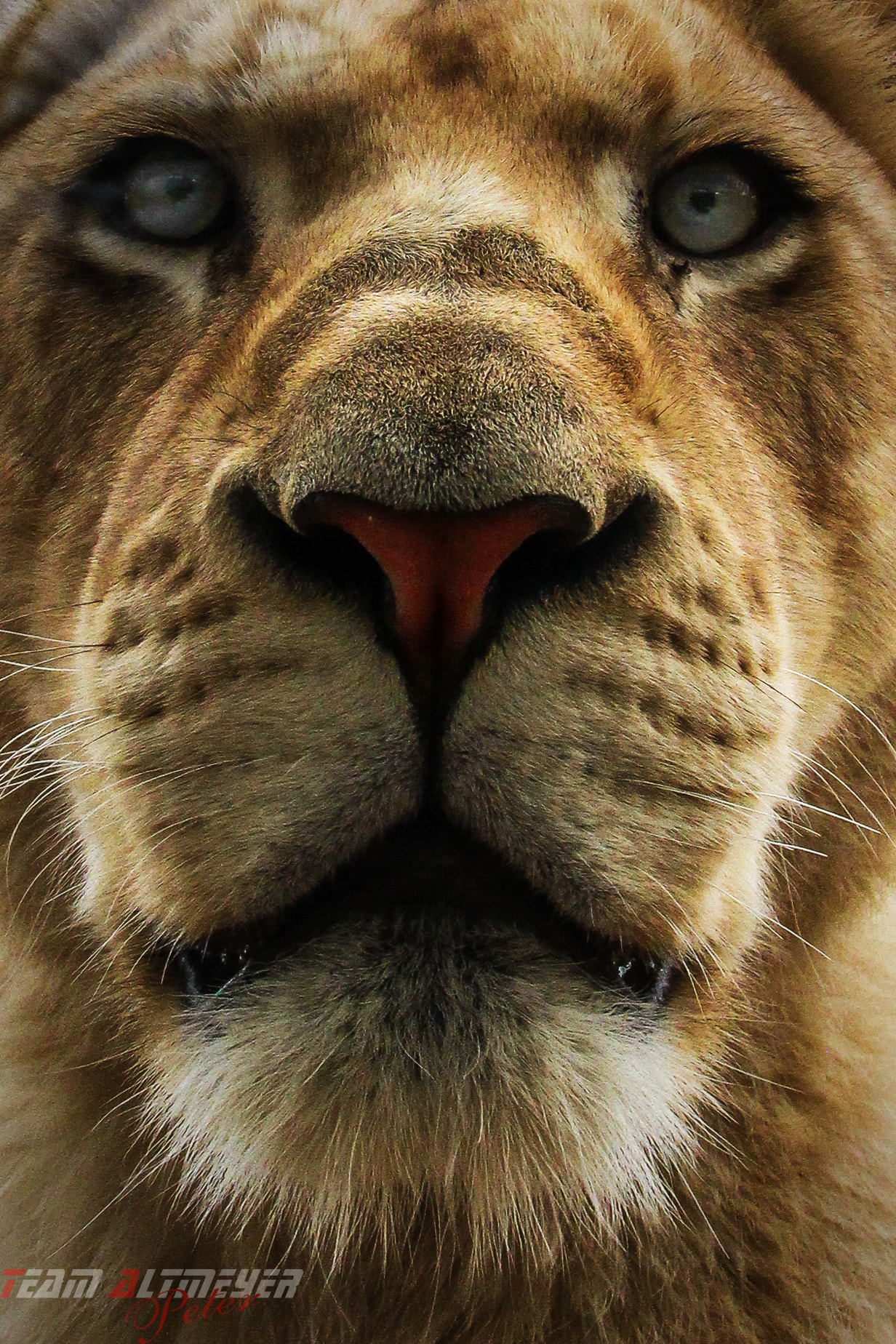 Canon EF-S 18-135mm F3.5-5.6 IS STM sample photo. Lion photography