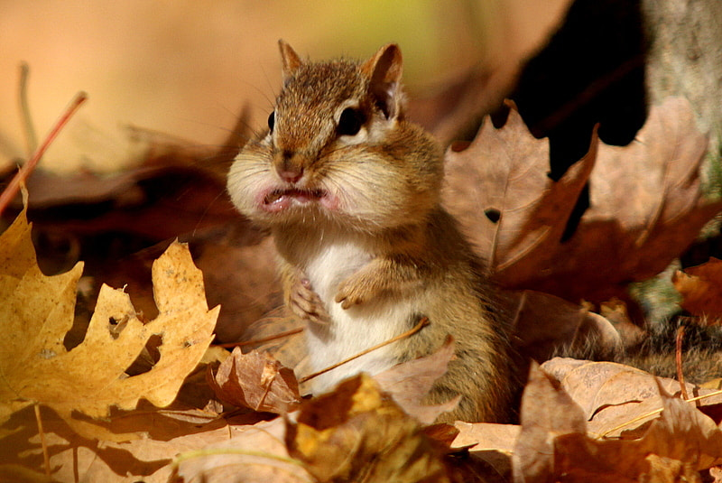 Canon EF 70-200mm F2.8L USM sample photo. Bon appetit mr. chipmunk photography