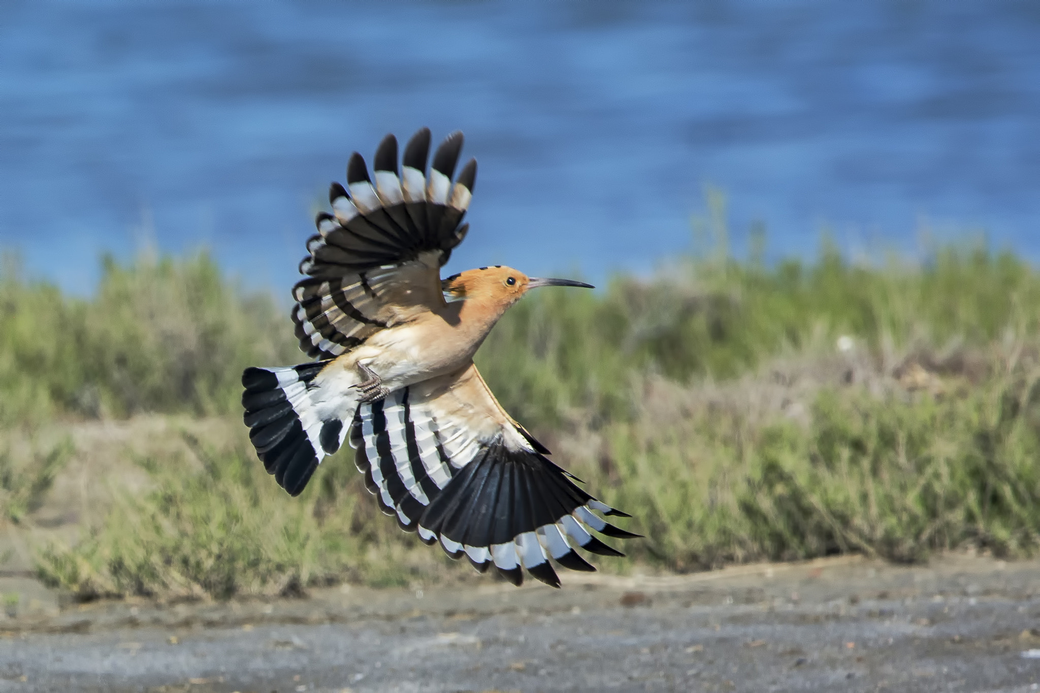 Nikon Nikkor AF-S 300mm F4E PF ED VR sample photo. Euroasian hoopoe 2016 adana turkey photography