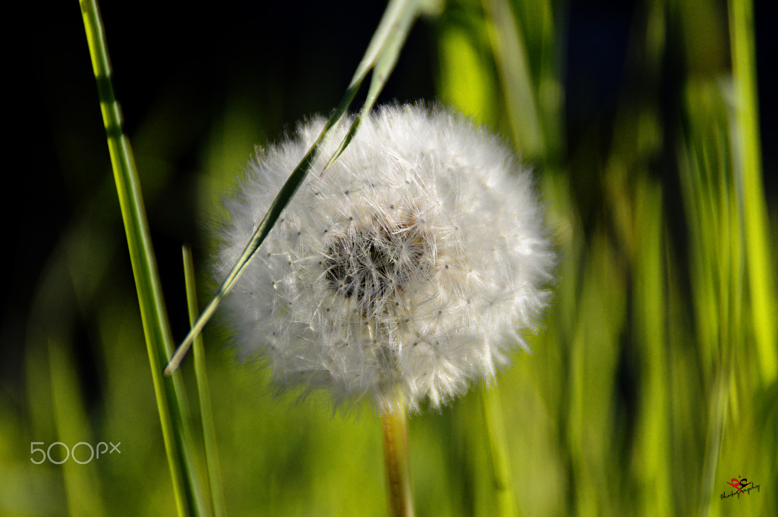 Nikon D3200 + Nikon AF Nikkor 50mm F1.4D sample photo. Welcome summer photography