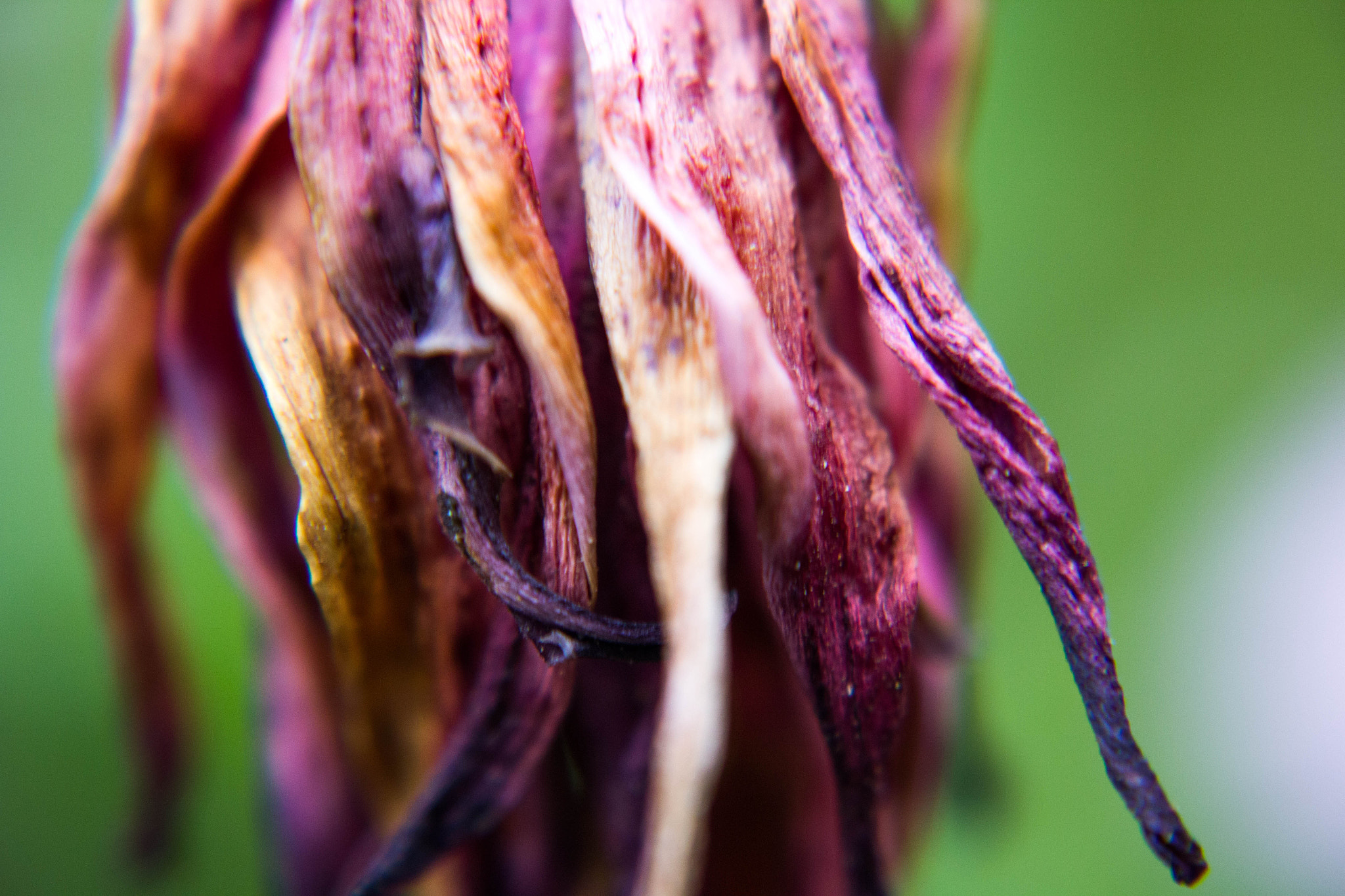 Canon EF-S 18-55mm F3.5-5.6 sample photo. Manzanillon photography