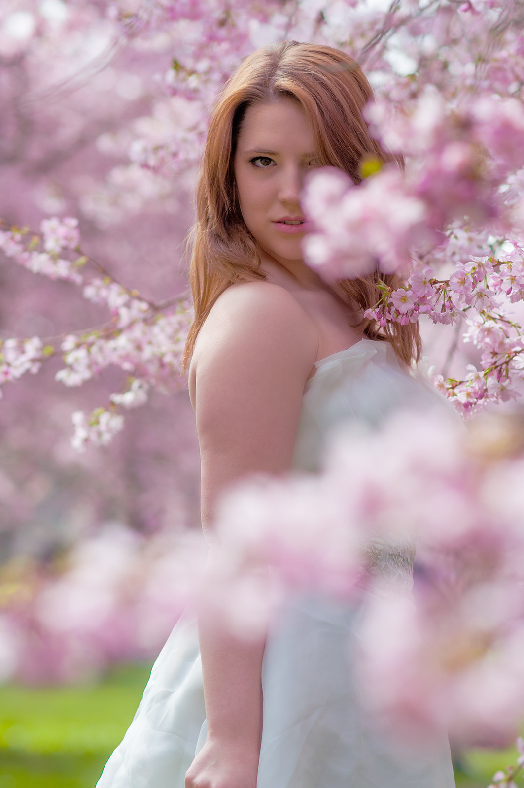 Nikon D5000 + Nikon AF-S Nikkor 85mm F1.8G sample photo. Cherry blossom part ii photography