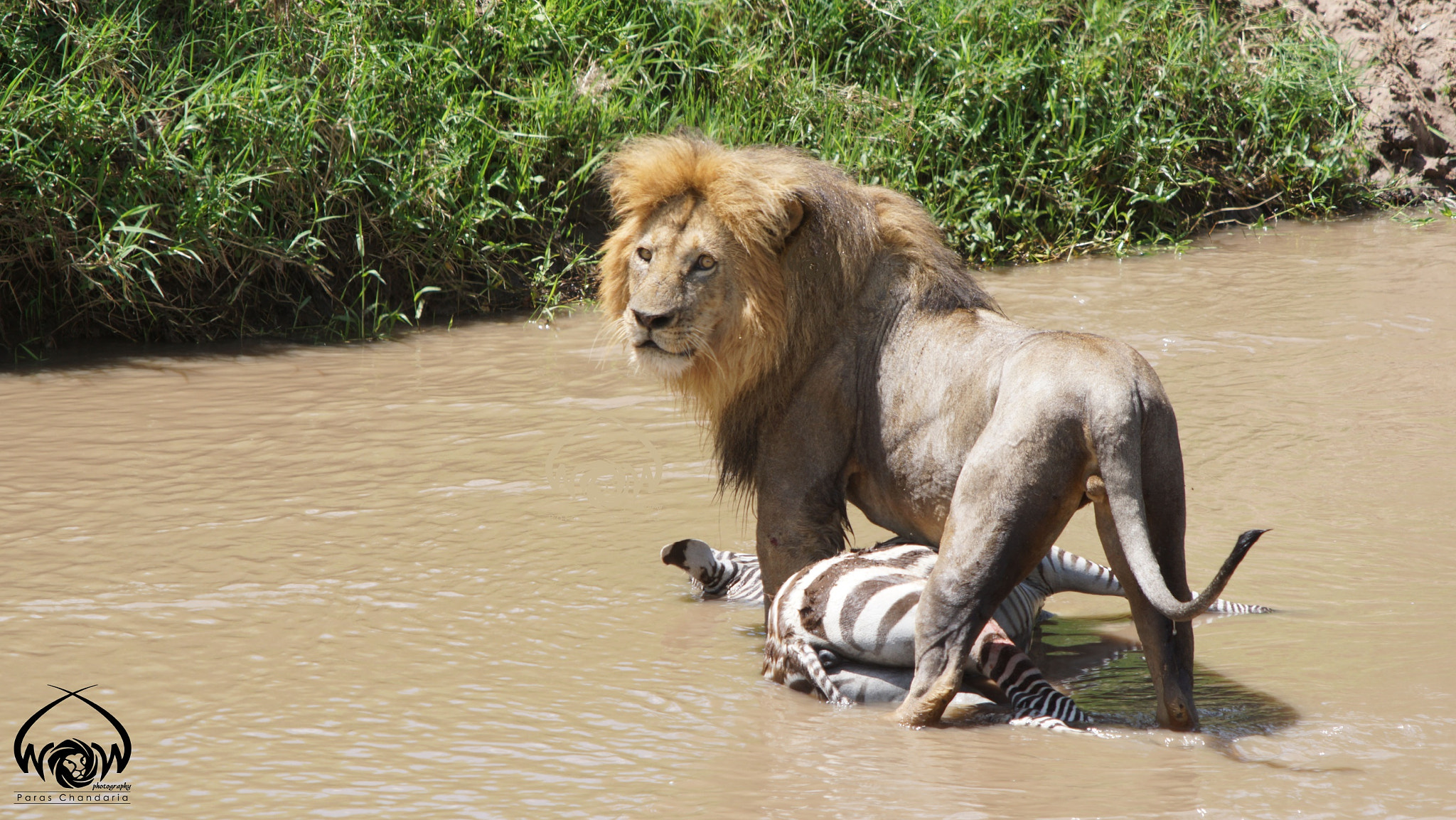 Sony ILCA-77M2 sample photo. An absolutely stunning male lion standing over his ... photography