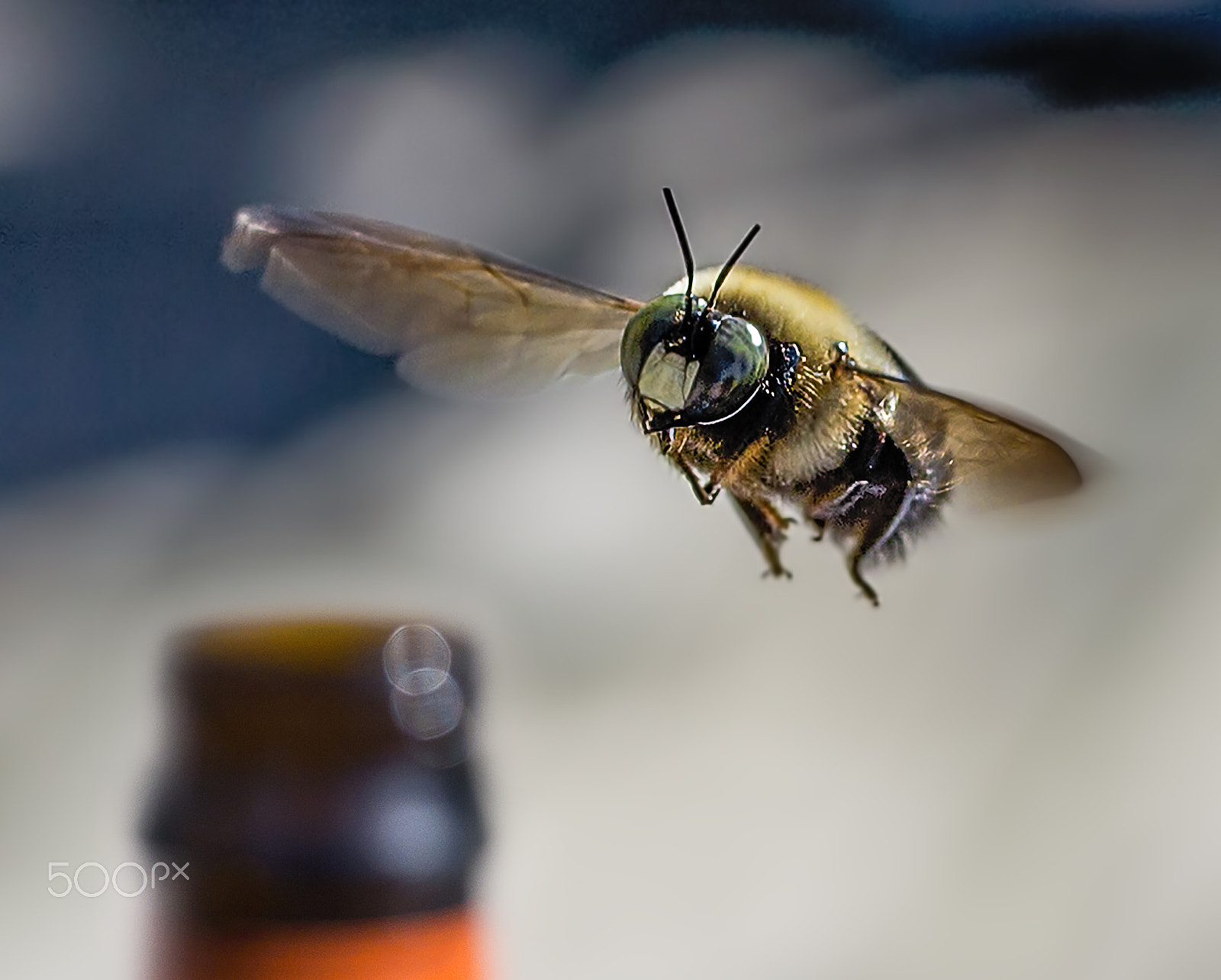 Canon EF-S 60mm F2.8 Macro USM sample photo. Carpenter bee photography
