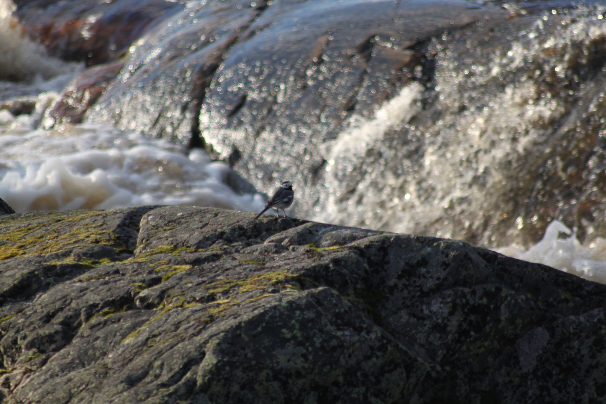 Sigma 70-300mm F4-5.6 APO DG Macro sample photo. Little bird / wagtail photography