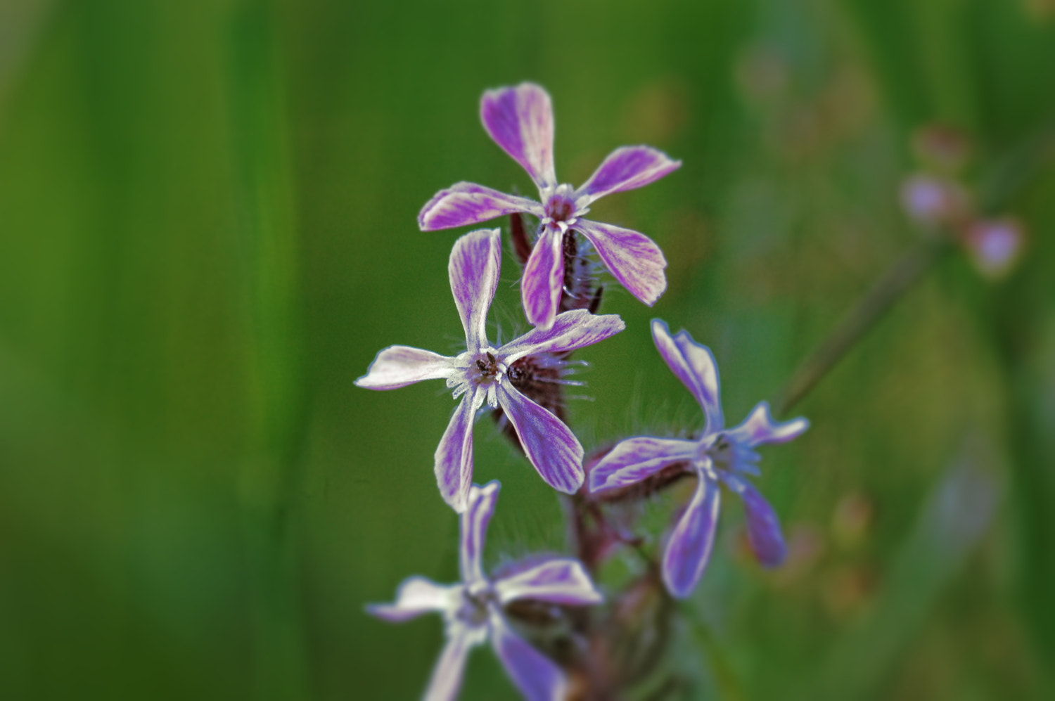 Nikon D70s + Sigma Macro 90mm F2.8 sample photo. A photography