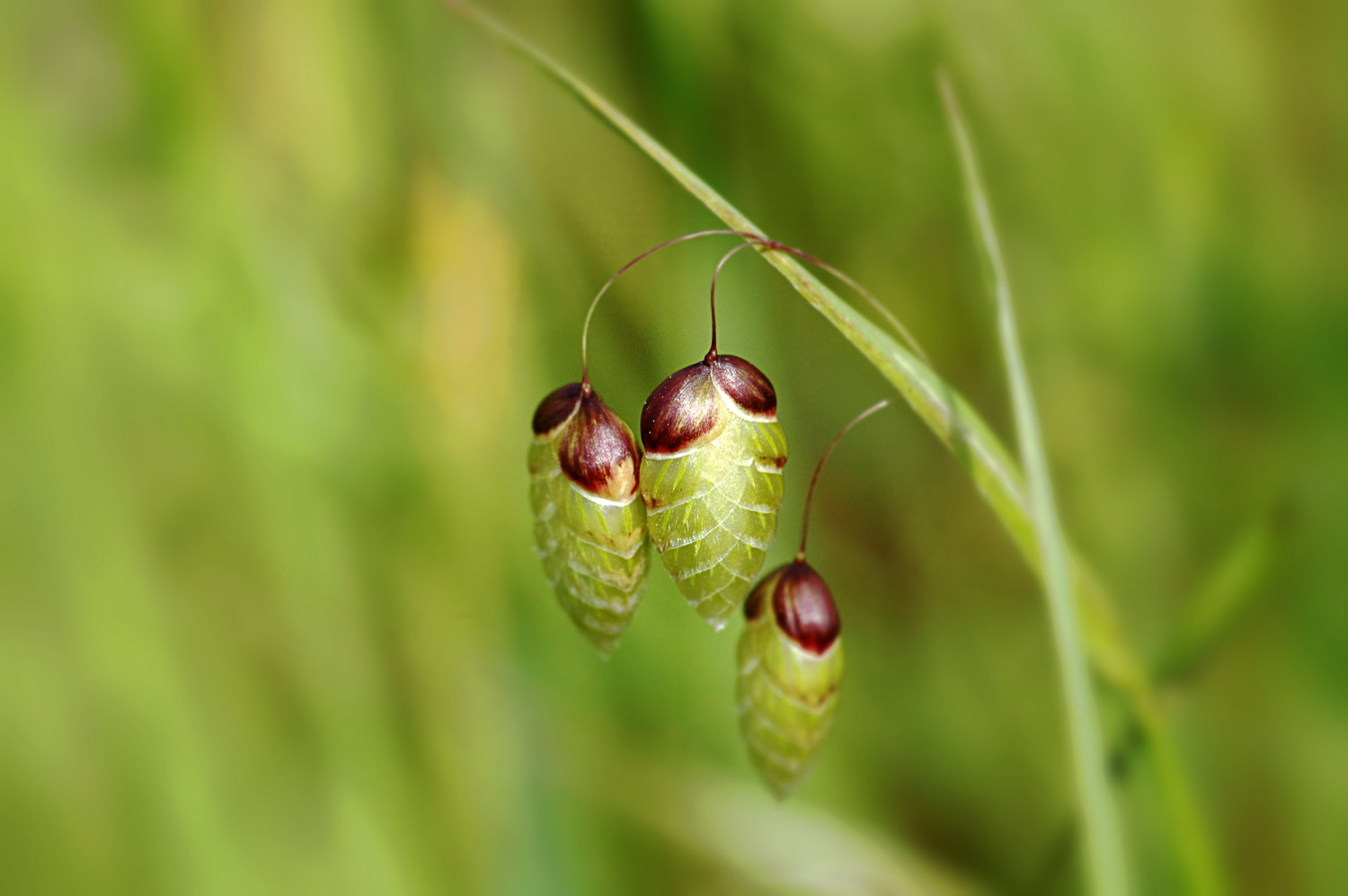 Nikon D70s + Sigma Macro 90mm F2.8 sample photo. A photography