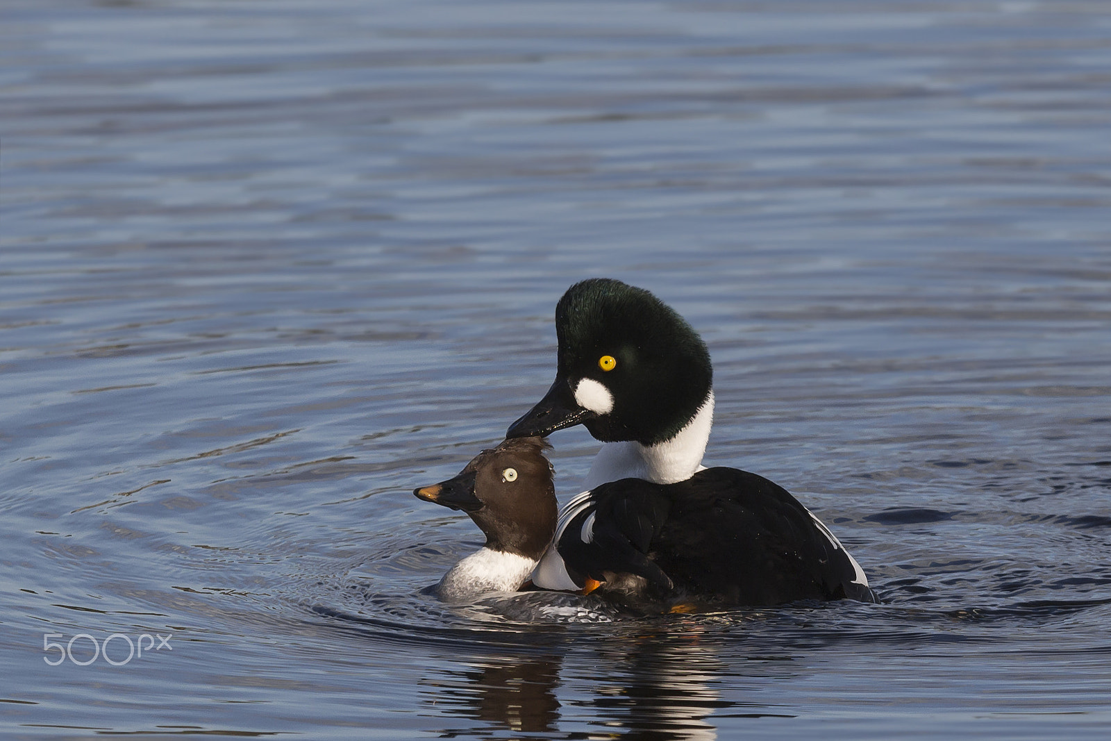 Sigma 70-200mm F2.8 EX DG OS HSM sample photo. Telkkä, goldeneye photography