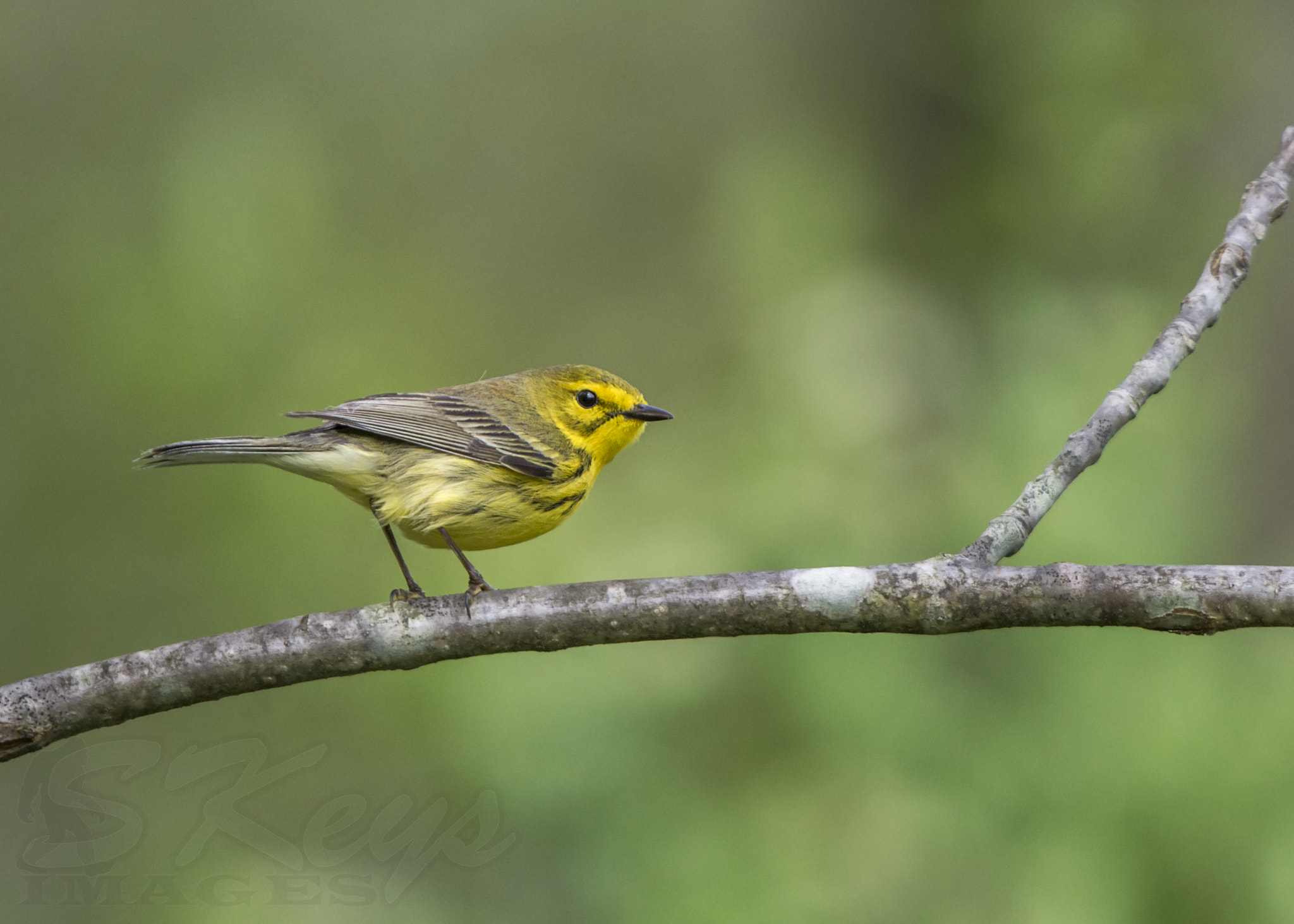 Nikon D7200 + Sigma 500mm F4.5 EX DG HSM sample photo. Pretty prairie (prairie warbler) photography