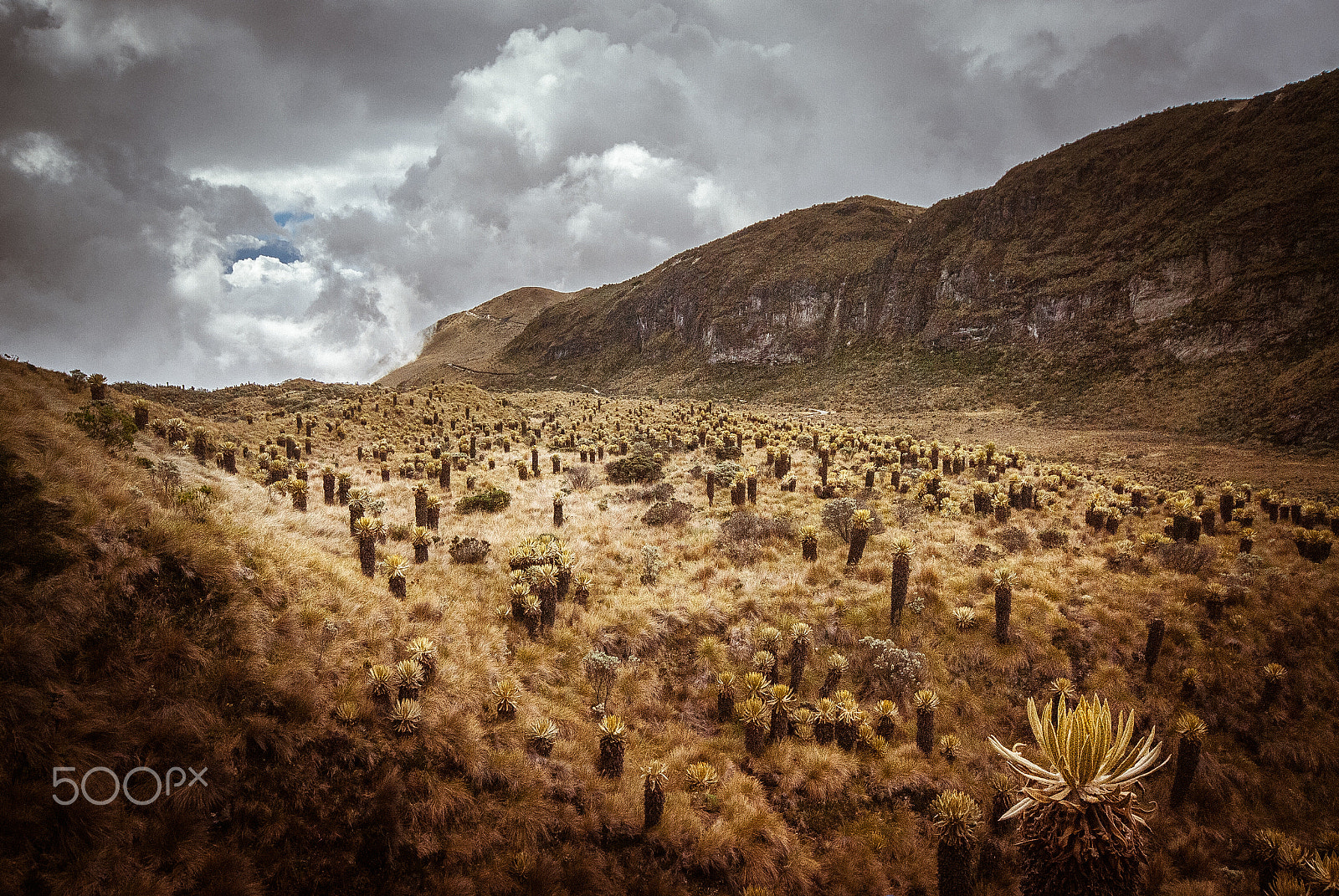 Sigma 10-20mm F4-5.6 EX DC HSM sample photo. Bosque de frailejones photography