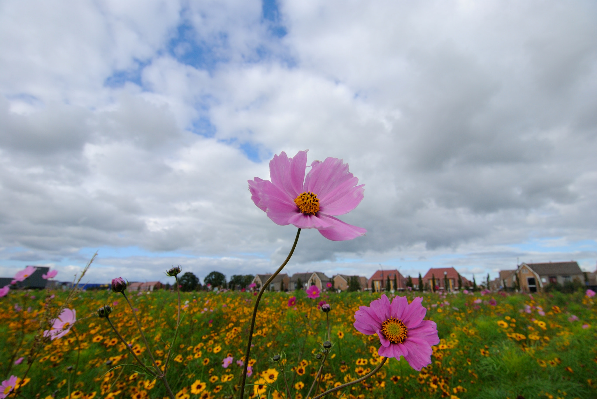 Nikon D3000 sample photo. Flowers photography