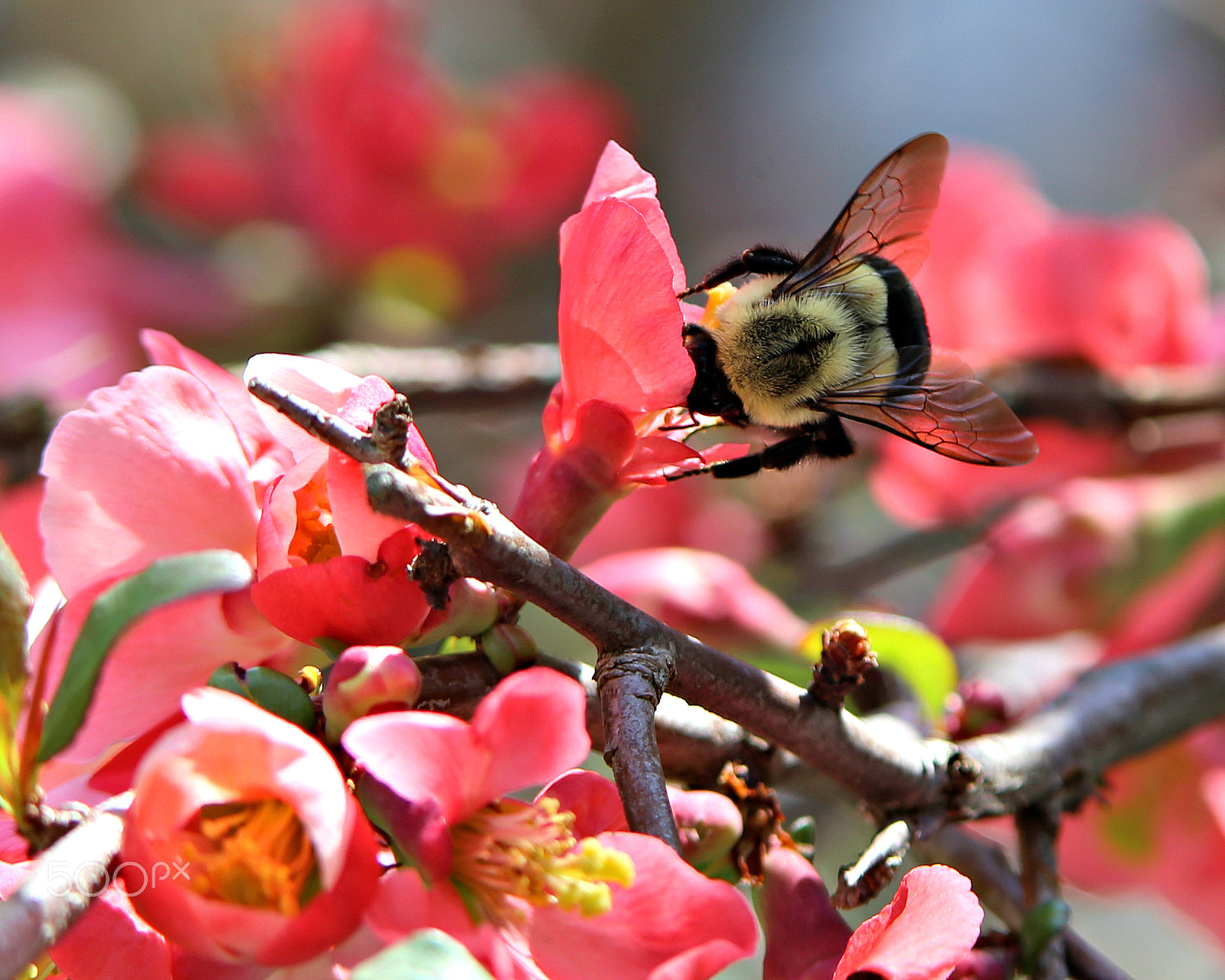 Tamron SP AF 180mm F3.5 Di LD (IF) Macro sample photo. Honey photography