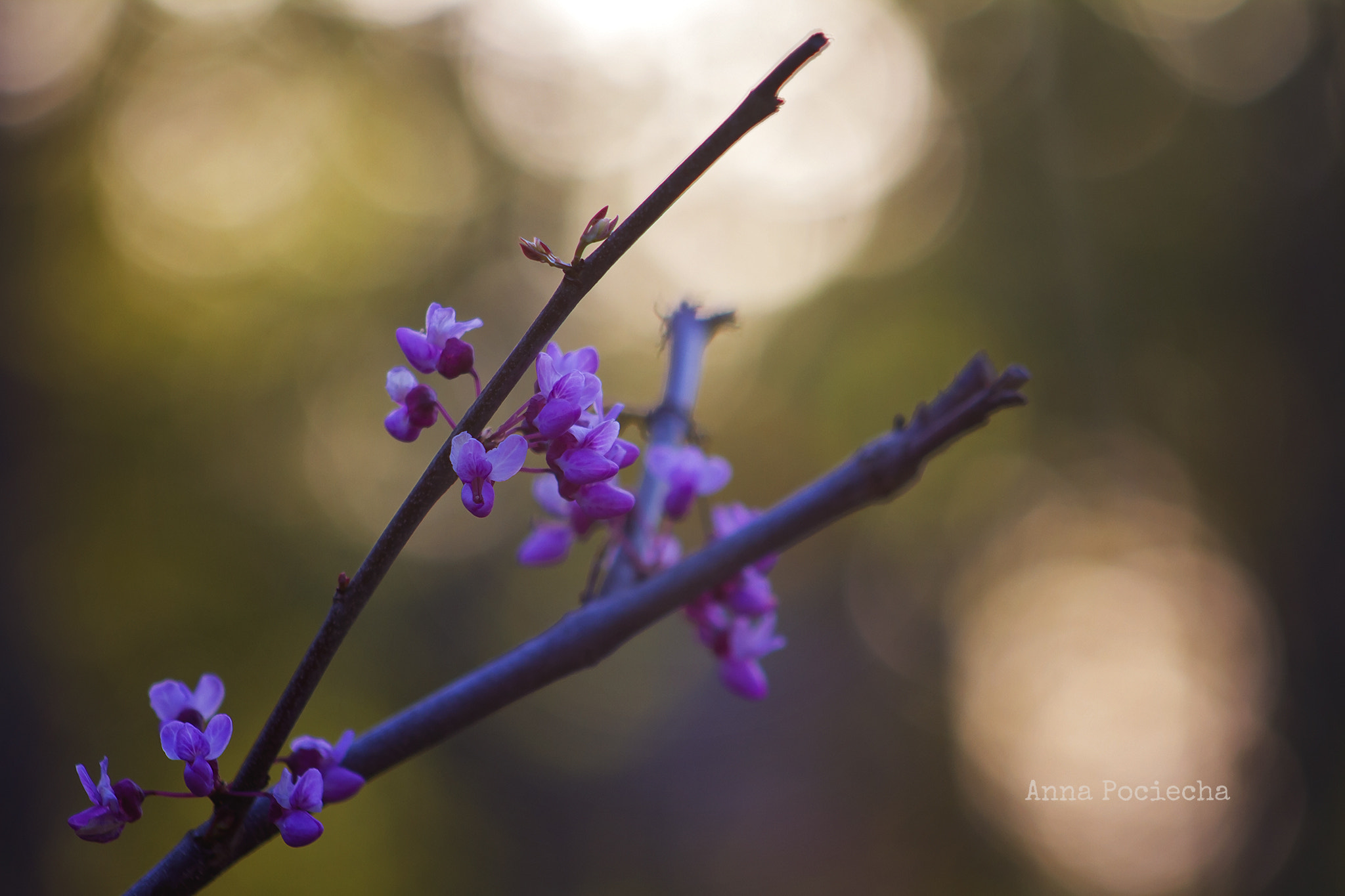 Canon EF 75-300mm f/4-5.6 USM sample photo. Purple photography