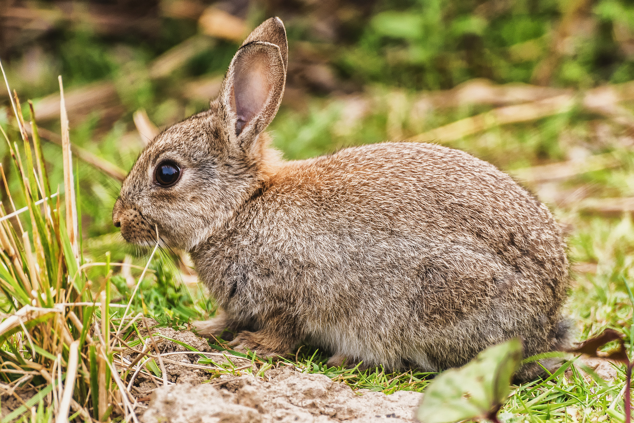 Pentax K-S1 + Sigma sample photo. European rabbit  photography