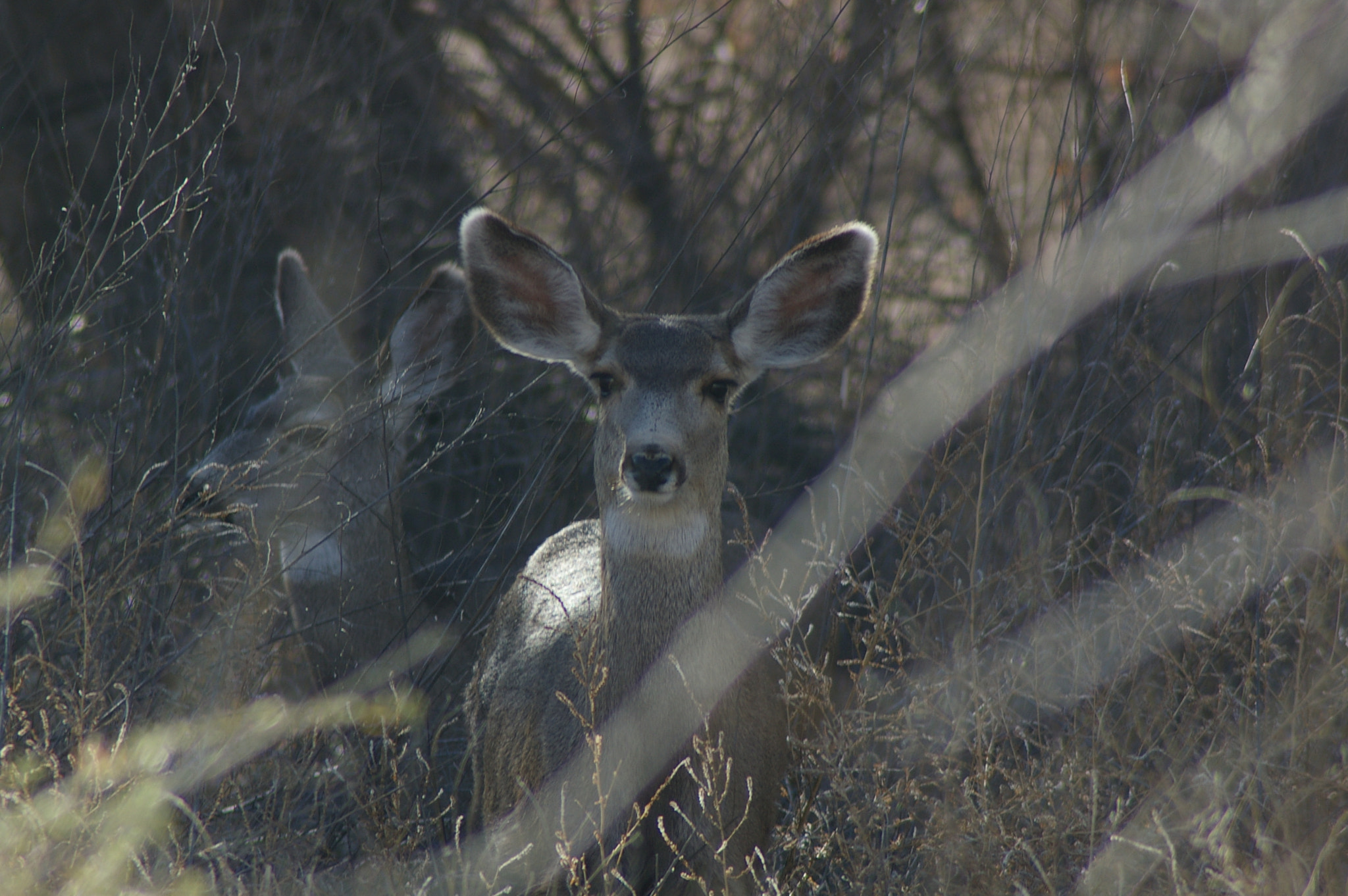 Pentax *ist DL + Tamron AF 70-300mm F4-5.6 Di LD Macro sample photo. Two camouflage deer photography