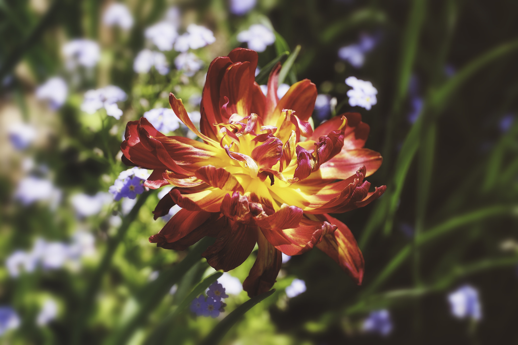 Fujifilm X-Pro1 + ZEISS Touit 50mm F2.8 sample photo. Colors of the spring photography