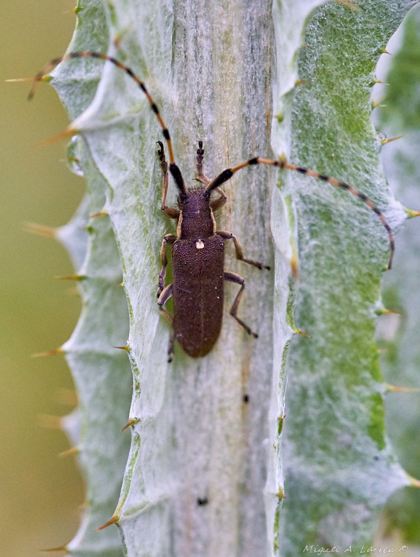Sony ILCA-77M2 sample photo. Agapanthia cardui photography