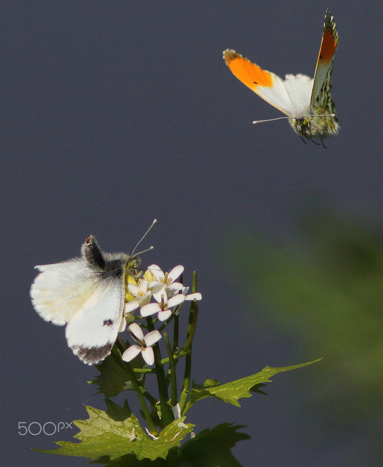 Canon EF 200mm f/2.8L II + 2x sample photo. Orange-tip butterflies photography