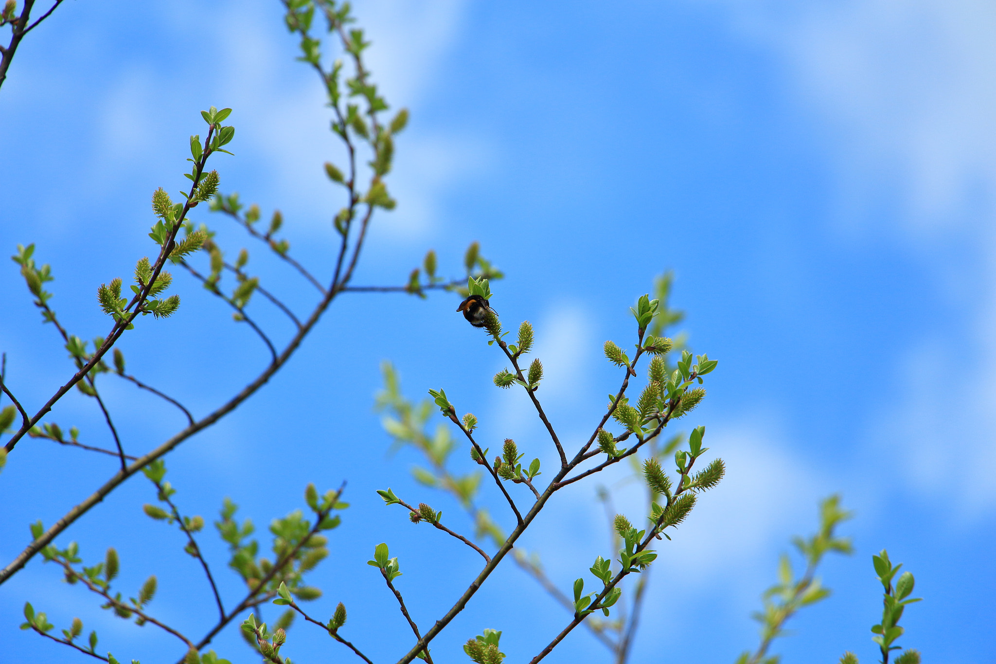 Canon EF-S 18-135mm F3.5-5.6 IS STM sample photo. Bumble bee photography