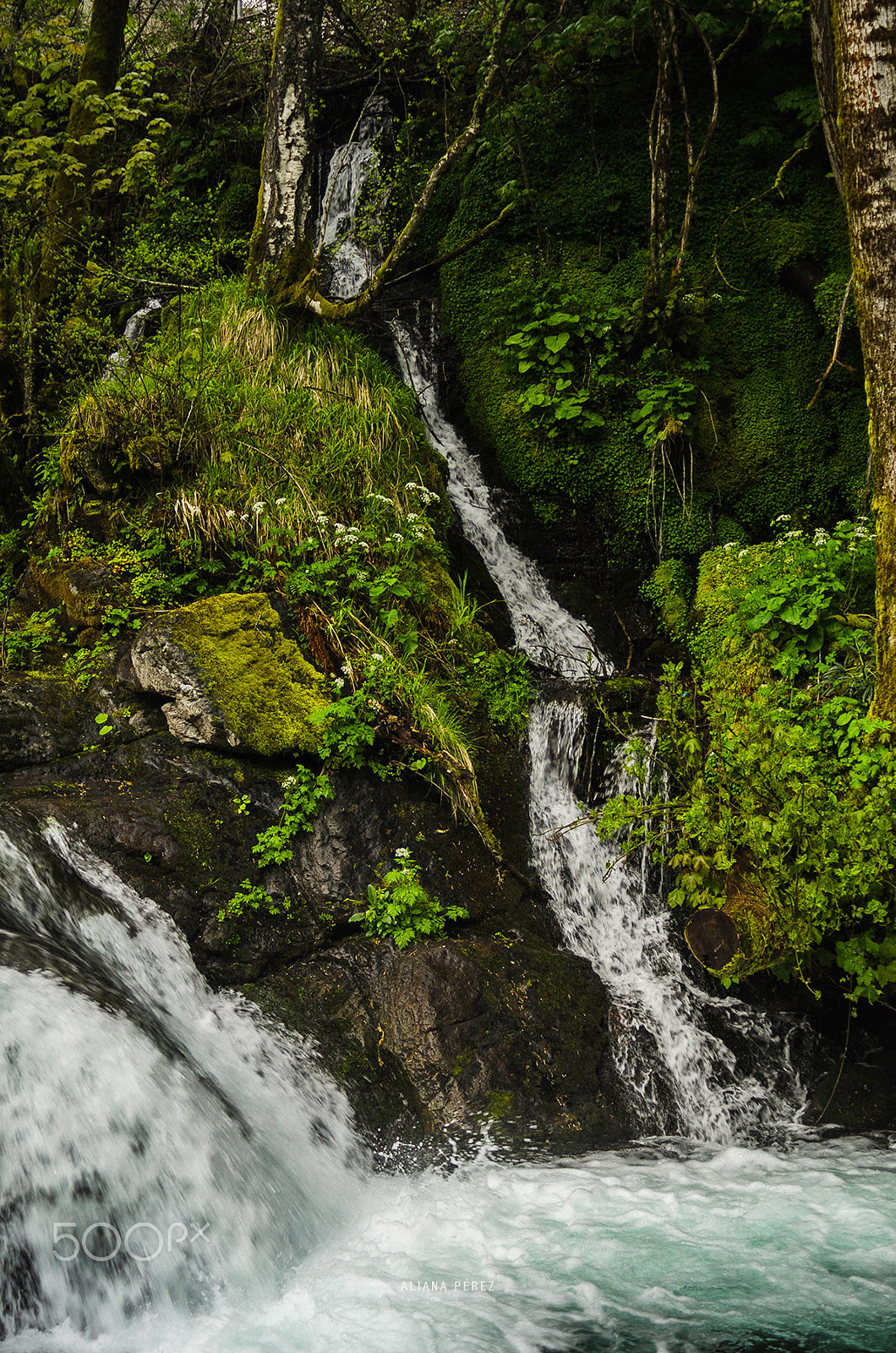 AF Zoom-Nikkor 28-80mm f/3.3-5.6G sample photo. Nature's green wall photography