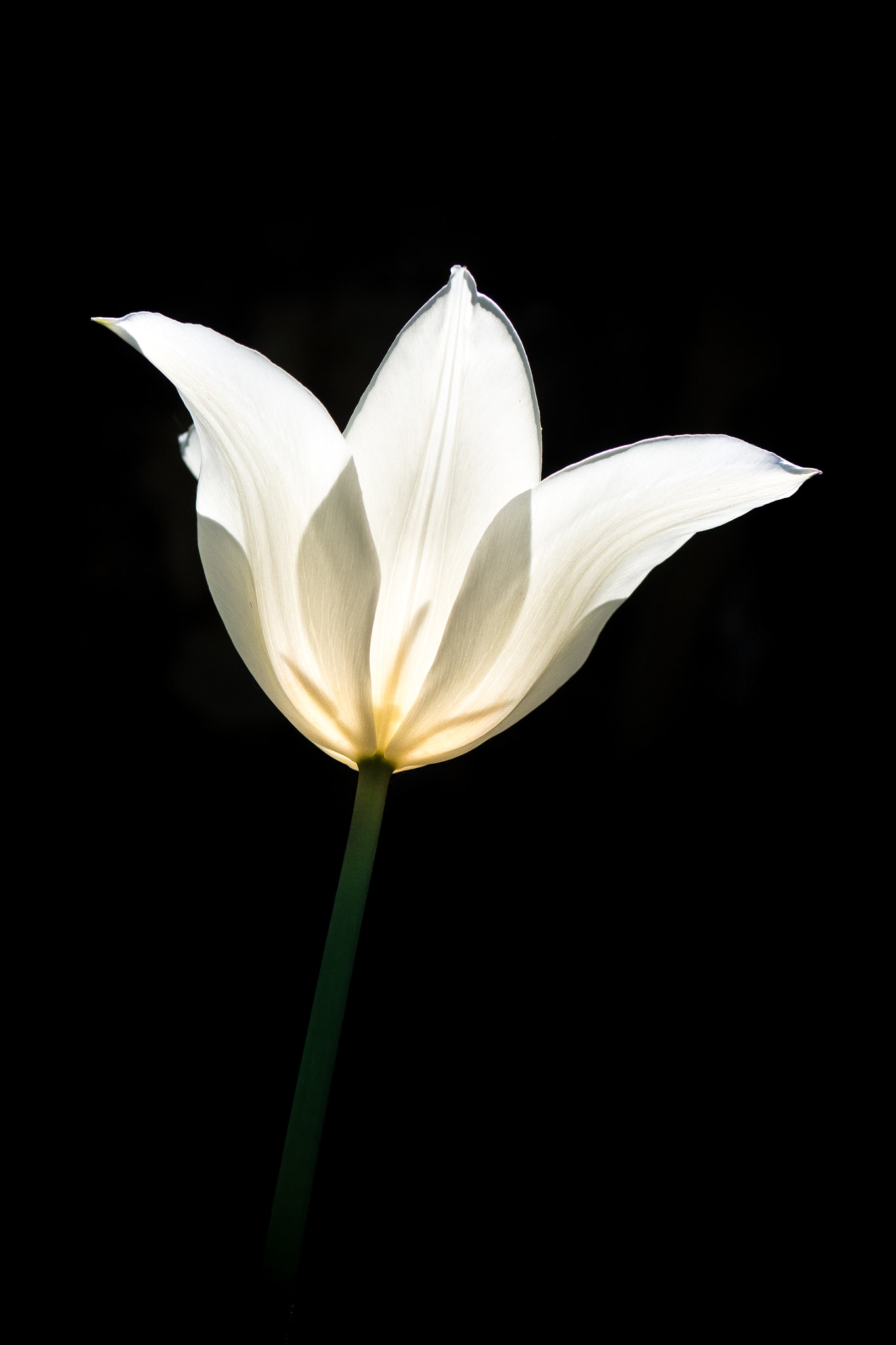 Panasonic Lumix G Macro 30mm F2.8 ASPH Mega OIS sample photo. Shiny flower ii photography