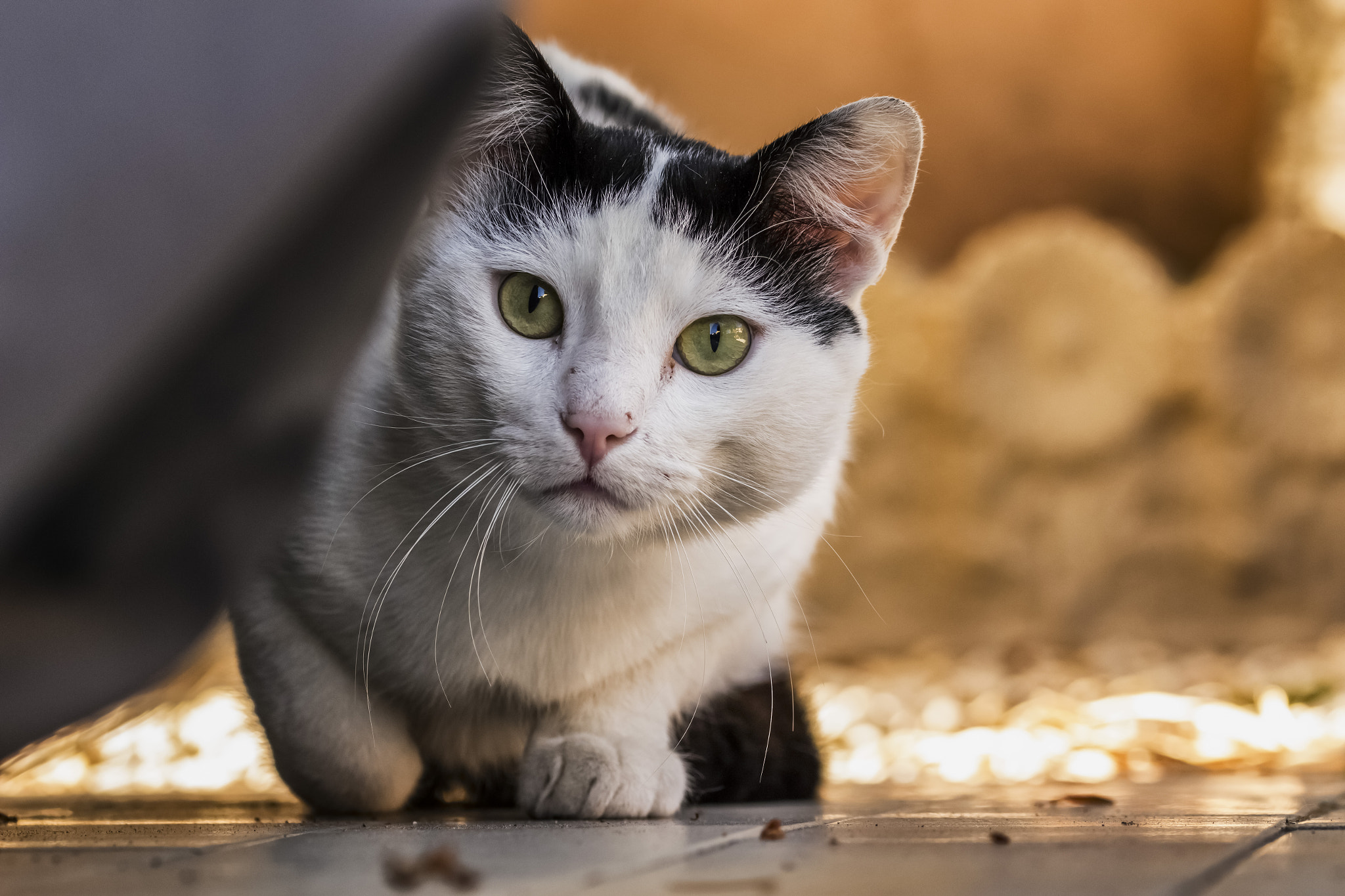 Sigma 105mm F2.8 EX DG OS HSM sample photo. The hide photography