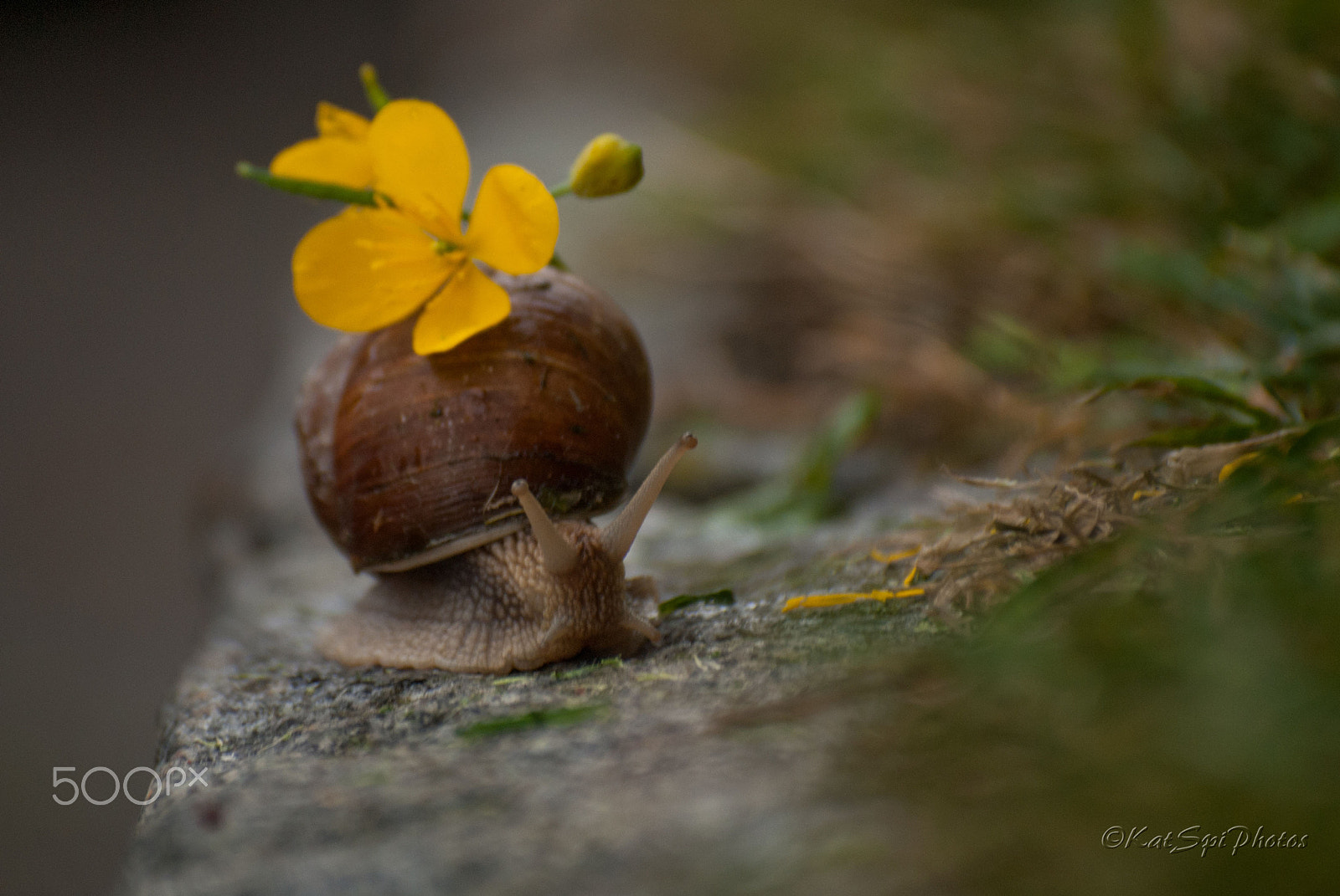 Nikon D3000 sample photo. Romantic snail photography