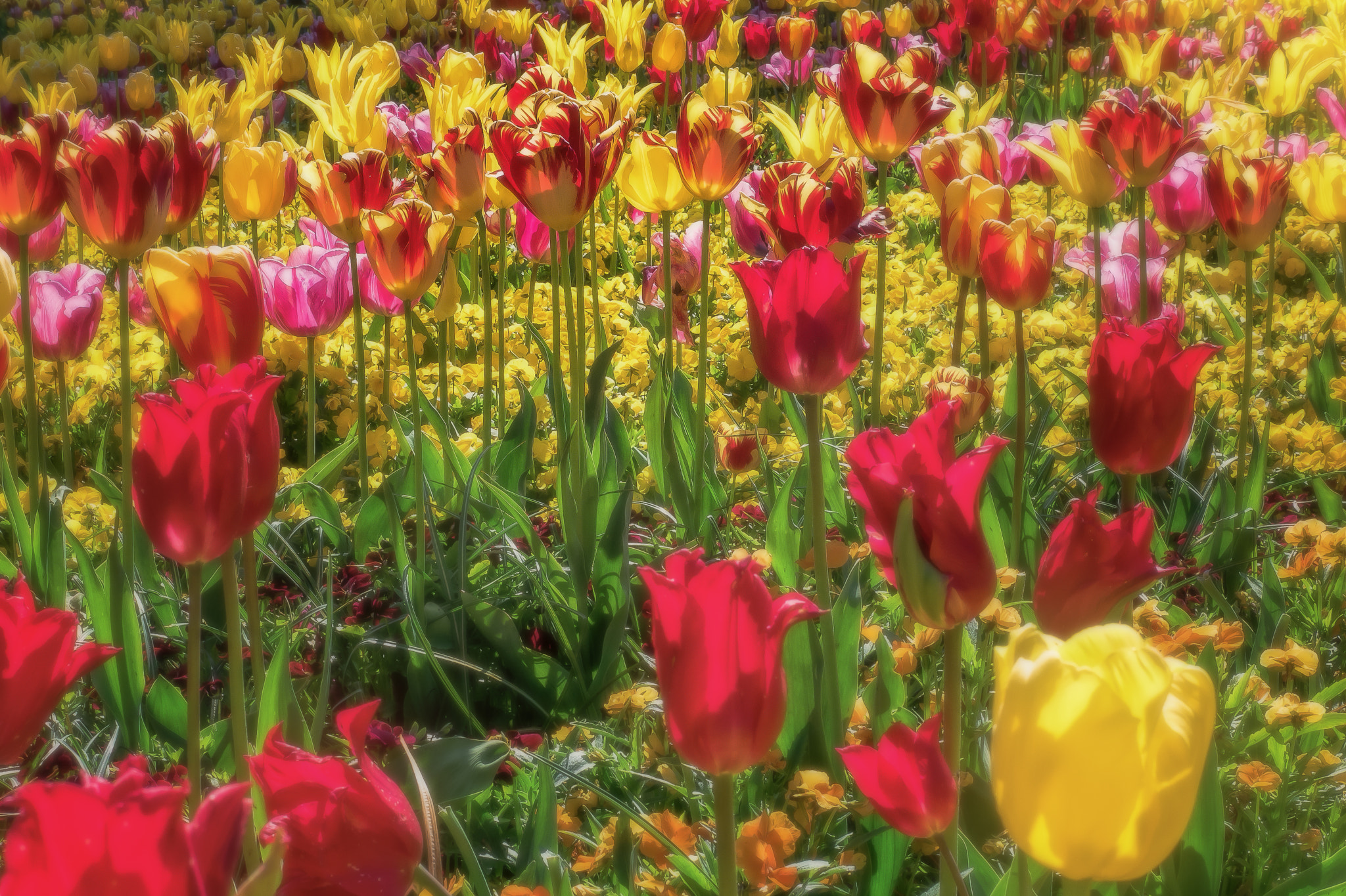 Panasonic Lumix DMC-GM5 + Panasonic Leica DG Summilux 25mm F1.4 II ASPH sample photo. Tulips photography