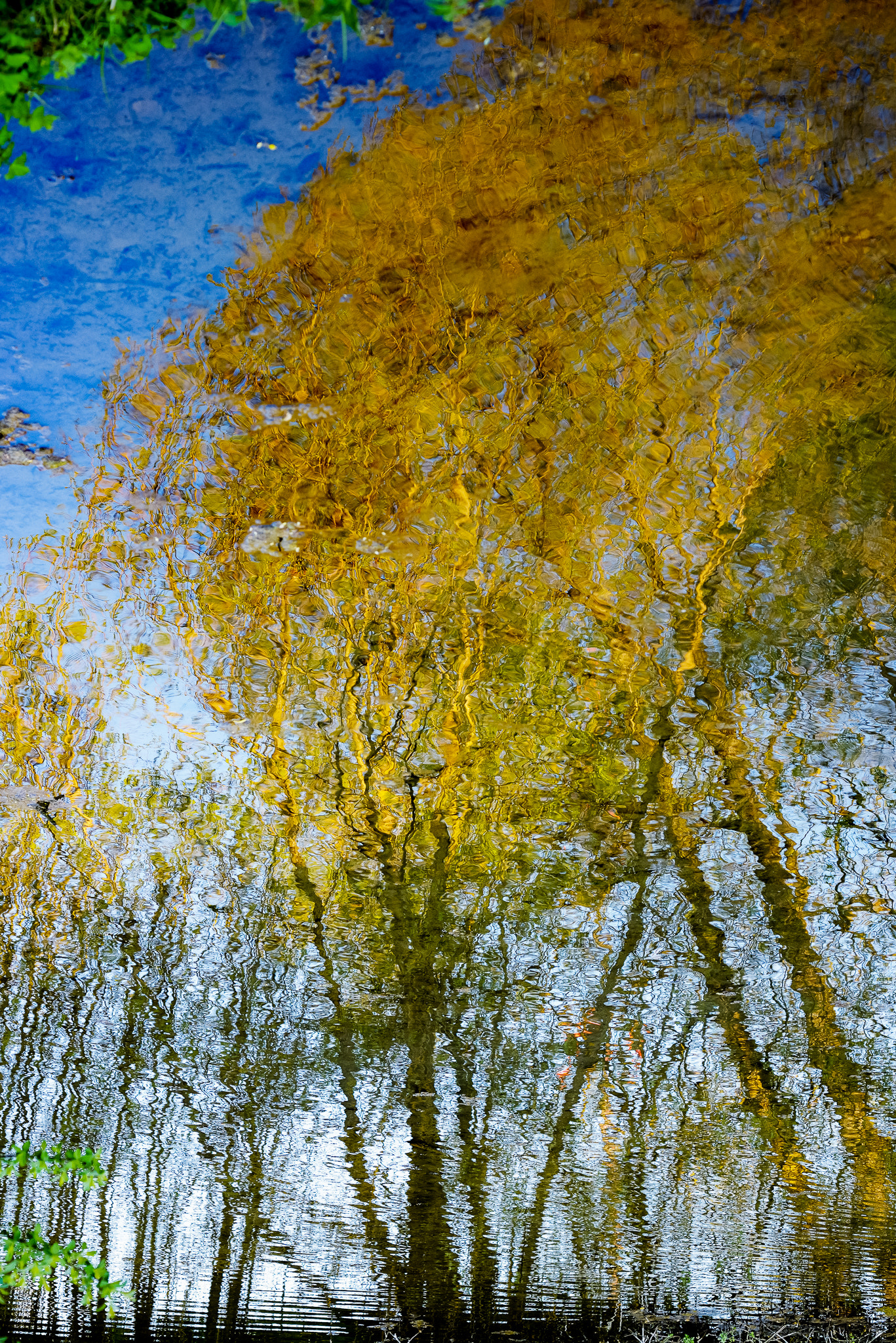 Nikon D800 + AF Nikkor 50mm f/1.8 sample photo. Trees in spring photography