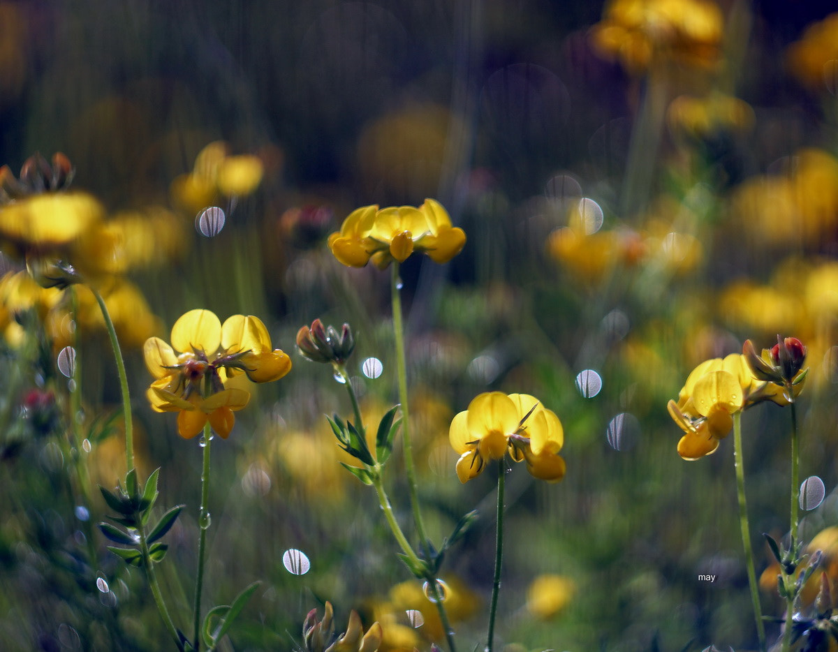 Sony SLT-A65 (SLT-A65V) + Minolta AF 50mm F1.7 sample photo. After the rain....после дождя photography