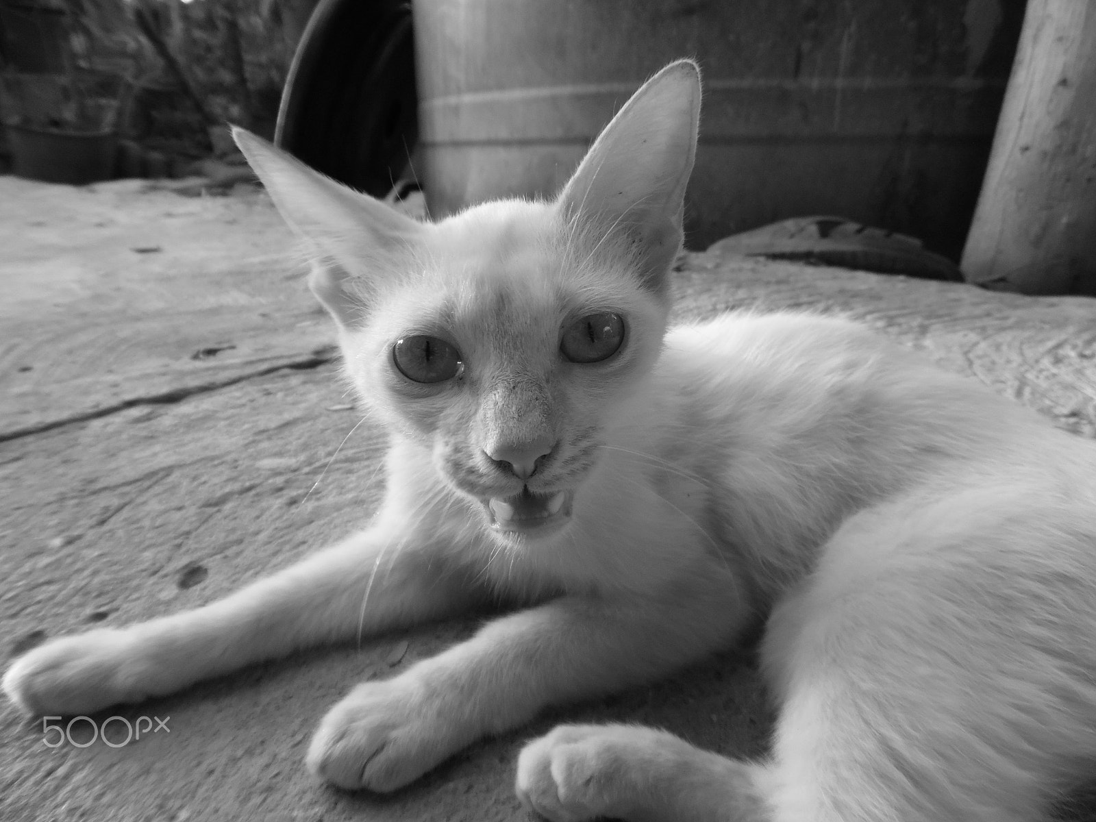Samsung WB50F/WB51F/WB52F sample photo. Cat white photography