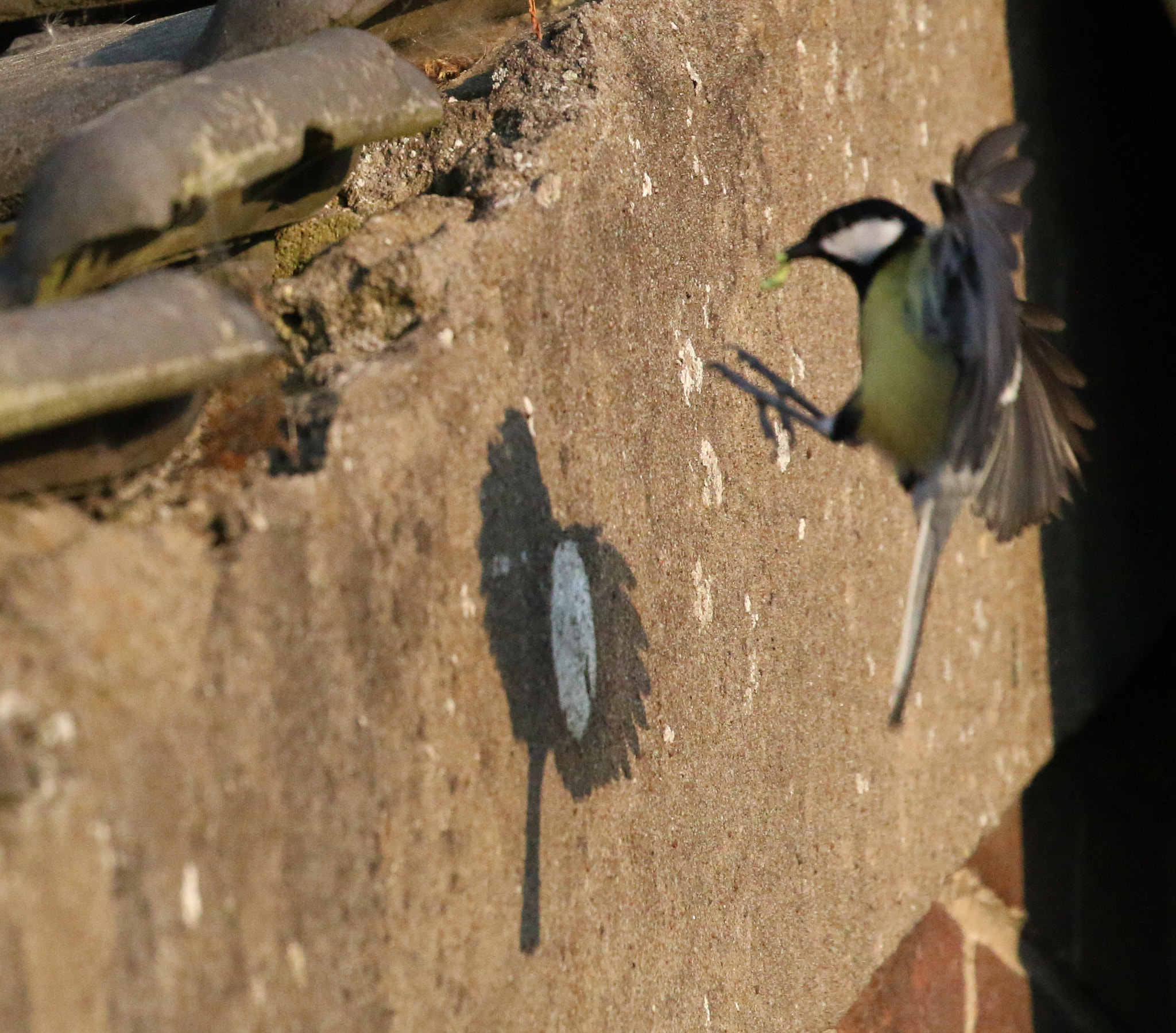 Canon EOS 70D + Canon EF 100-400mm F4.5-5.6L IS II USM sample photo. Flying to nest photography