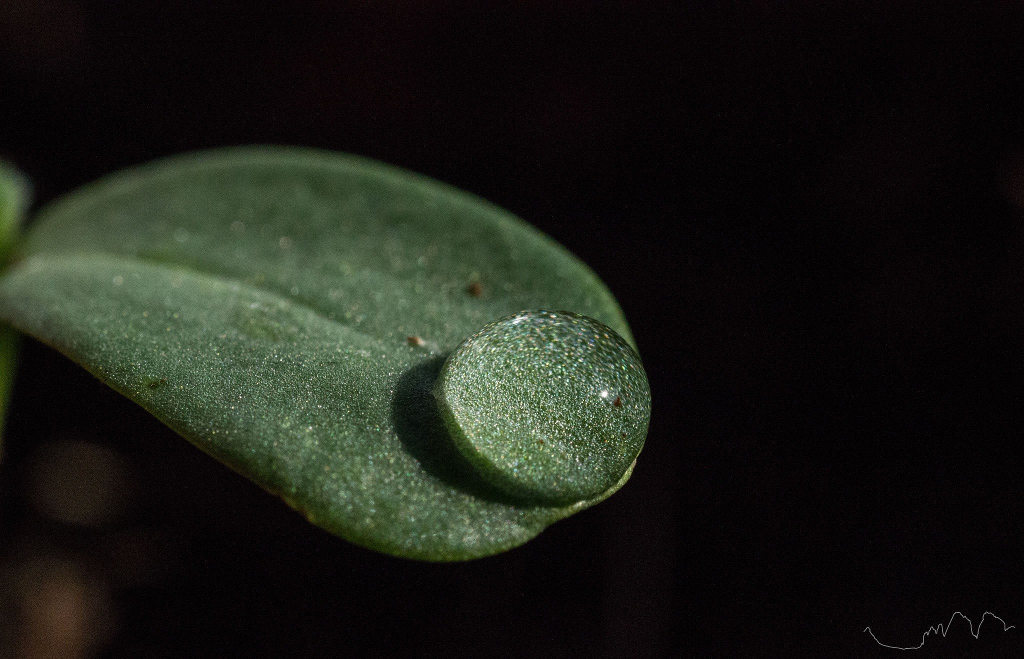 Tamron SP AF 90mm F2.8 Di Macro sample photo. Droppity drop photography