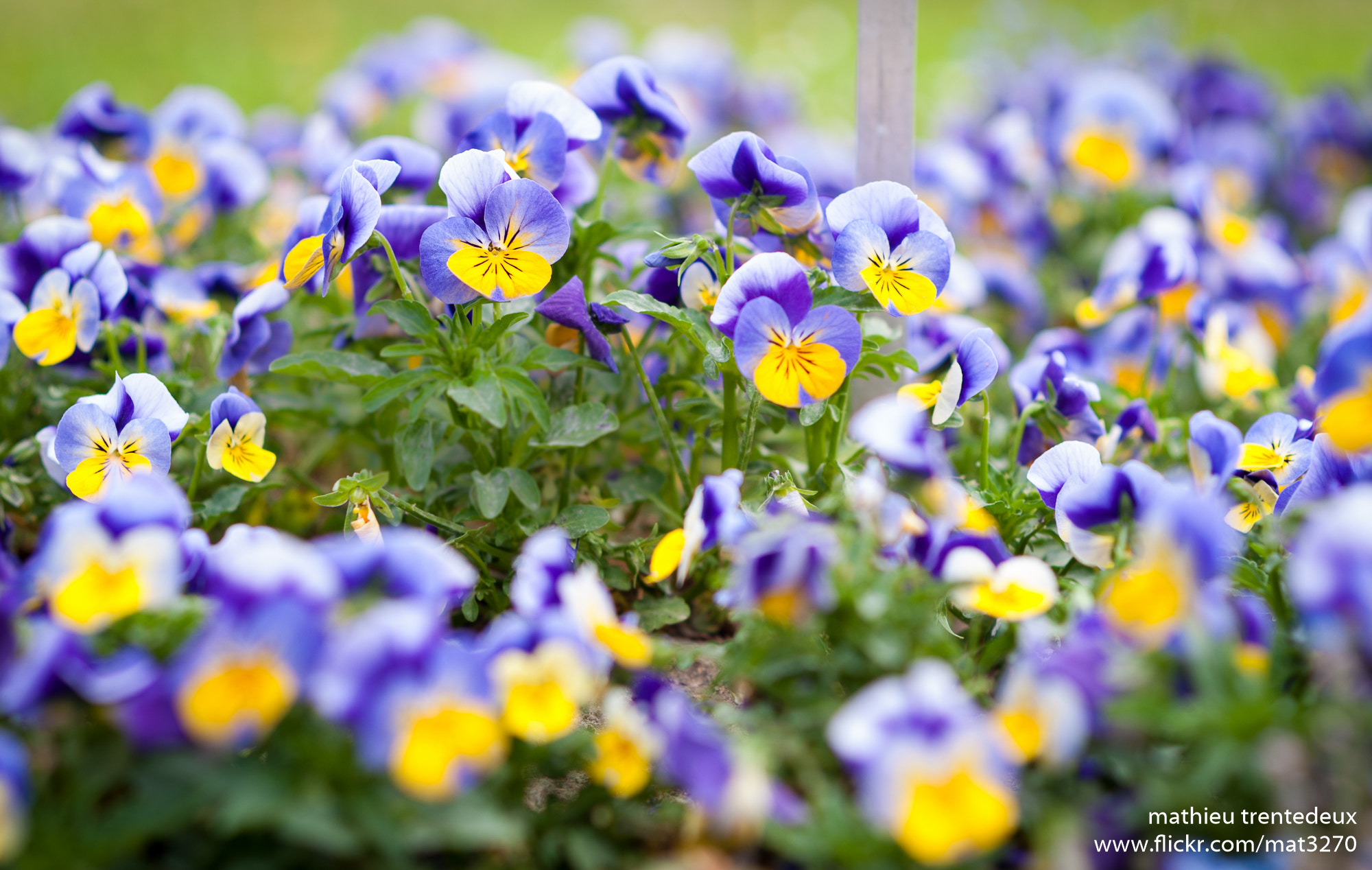 Nikon D700 + AF Nikkor 85mm f/1.8 sample photo. Jardin des plantes photography