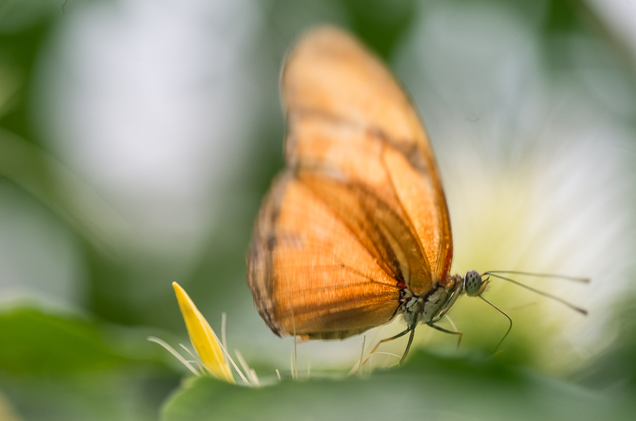 Pentax K-50 + Tamron SP AF 90mm F2.8 Di Macro sample photo. Wish i... photography