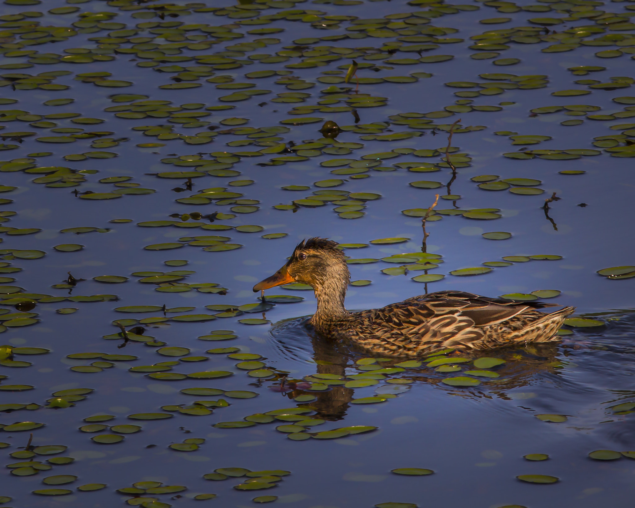 Canon EOS 60D + Canon EF 300mm F4L IS USM sample photo. Cinnamon teal photography